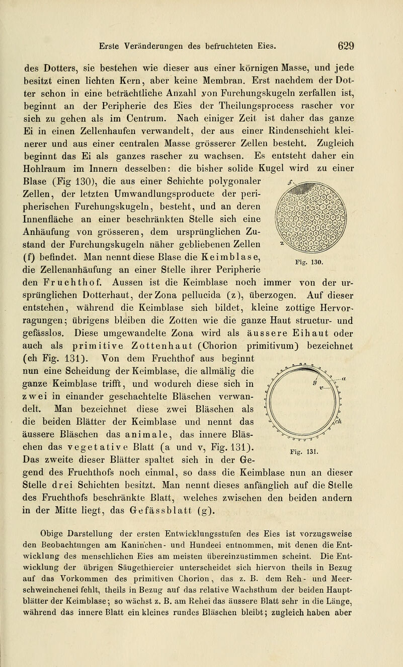 Fig. 130. des Dotters, sie bestehen wie dieser aus einer körnigen Masse, und jede besitzt einen lichten Kern, aber keine Membran. Erst nachdem der Dot- ter schon in eine beträchtliche Anzahl .von Furchungskugeln zerfallen ist, beginnt an der Peripherie des Eies der Theilungsprocess rascher vor sich zu gehen als im Centrum. Nach einiger Zeit ist daher das ganze Ei in einen Zellenhaufen verwandelt, der aus einer Rindenschicht klei- nerer und aus einer centralen Masse grösserer Zellen besteht. Zugleich beginnt das Ei als ganzes rascher zu wachsen. Es entsteht daher ein Hohlraum im Innern desselben: die bisher solide Kugel wird zu einer Blase (Fig 130), die aus einer Schichte polygonaler /., Zellen, der letzten Umwandlungsproducte der peri- pherischen Furchungskugeln, besteht, und an deren Innenfläche an einer beschränkten Stelle sich eine Anhäufung von grösseren, dem ursprünglichen Zu- stand der Furchungskugeln näher gebliebenen Zellen (f) befindet. Man nennt diese Blase die Keimblase, die Zellenanhäufung an einer Stelle ihrer Peripherie den Fruchthof. Aussen ist die Keimblase noch immer von der ur- sprünglichen Dotterhaut, derZona pellucida (z), überzogen. Auf dieser entstehen, während die Keimblase sich bildet, kleine zottige Hervor- ragungen ^ übrigens bleiben die Zotten wie die ganze Haut structur- und gefässlos. Diese umgewandelte Zona wird als äussere Eihaut oder auch als primitive Zottenhaut (Chorion primitivum) bezeichnet (ch Fig. 131). Von dem Fruchthof aus beginnt nun eine Scheidung der Keimblase, die allmälig die ganze Keimblase trifft, und wodurch diese sich in zwei in einander geschachtelte Bläschen verwan- delt. Man bezeichnet diese zwei Bläschen als die beiden Blätter der Keimblase und nennt das äussere Bläschen das animale, das innere Bläs- chen das vegetative Blatt (a und v, Fig. 131). Das zweite dieser Blätter spaltet sich in der Ge- gend des Fruchthofs noch einmal, so dass die Keimblase nun an dieser Stelle drei Schichten besitzt. Man nennt dieses anfänglich auf die Stelle des Fruchthofs beschränkte Blatt, welches zwischen den beiden andern in der Mitte liegt, das Gefässblatt (g). Fig. 131. Obige Darstellung der ersten Entwicklungsstufen des Eies ist vorzugsweise den Beobachtungen am Kaninchen- und Hundeei entnommen, mit denen die Ent- wicklung des menschlichen Eies am meisten übereinzustimmen scheint. Die Ent- wicklung der übrigen Säugethiereier unterscheidet sich hiervon theils in Bezug auf das Vorkommen des primitiven Chorion, das z. B. dem Reh- und Meer- schweinchenei fehlt, theils in Bezug auf das relative Wachsthum der beiden Haupt- blätter der Keimblase; so wächst z. B. am Rehei das äussere Blatt sehr in die Länge, während das innere Blatt ein kleines rundes Bläschen bleibt; zugleich haben aber