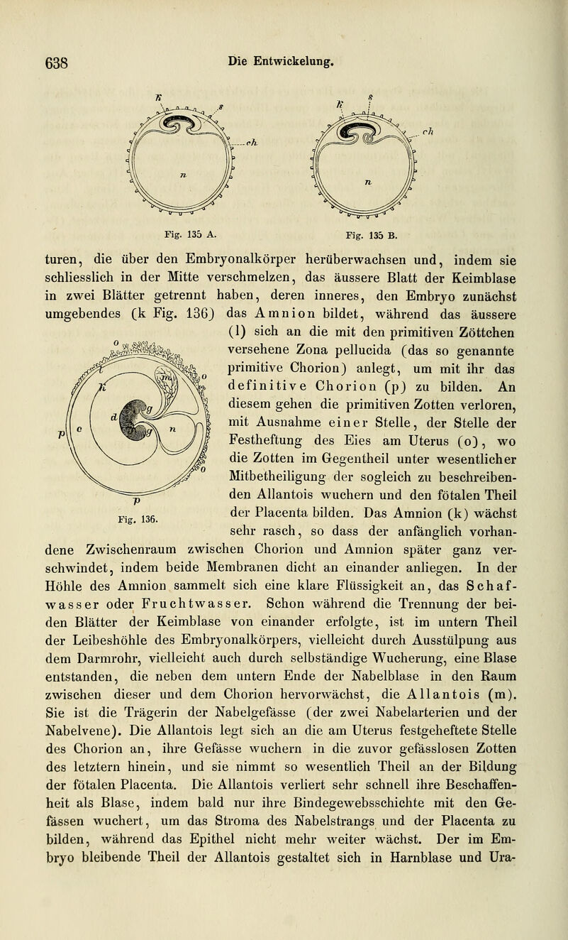 Fig. 135 A. Fig. 135 B. turen, die über den Embryonalkörper herüberwachsen und, indem sie schliesslich in der Mitte verschmelzen, das äussere Blatt der Keimblase in zwei Blätter getrennt haben, deren inneres, den Embryo zunächst umgebendes (k Fig. 136) das Amnion bildet, während das äussere (1) sich an die mit den primitiven Zöttchen versehene Zona pellucida (das so genannte primitive Chorion) anlegt, um mit ihr das definitive Chorion (p) zu bilden. An diesem gehen die primitiven Zotten verloren, mit Ausnahme einer Stelle, der Stelle der Festheftung des Eies am Uterus (o), wo die Zotten im Gregentheil unter wesentlicher Mitbetheiligung der sogleich zu beschreiben- den Allantois wuchern und den fötalen Theil der Placenta bilden. Das Amnion (k) wächst sehr rasch, so dass der anfänglich vorhan- dene Zwischenraum zwischen Chorion und Amnion später ganz ver- schwindet, indem beide Membranen dicht an einander anliegen. In der Höhle des Amnion sammelt sich eine klare Flüssigkeit an, das Schaf- wasser oder Fruchtwasser. Schon während die Trennung der bei- den Blätter der Keimblase von einander erfolgte, ist im untern Theil der Leibeshöhle des Embryonalkörpers, vielleicht durch Ausstülpung aus dem Darmrohr, vielleicht auch durch selbständige Wucherung, eine Blase entstanden, die neben dem untern Ende der Nabelblase in den Raum zwischen dieser und dem Chorion hervorwächst, die Allantois (m). Sie ist die Trägerin der Nabelgefässe (der zwei Nabelarterien und der Nabelvene). Die Allantois legt sich an die am Uterus festgeheftete Stelle des Chorion an, ihre Gefässe wuchern in die zuvor gefässlosen Zotten des letztern hinein, und sie nimmt so wesentlich Theil an der Bildung der fötalen Placenta. Die Allantois verliert sehr schnell ihre Beschaffen- heit als Blase, indem bald nur ihre Bindegewebsschichte mit den Ge- fässen wuchert, um das Stroma des Nabelstrangs und der Placenta zu bilden, während das Epithel nicht mehr weiter wächst. Der im Em- bryo bleibende Theil der Allantois gestaltet sich in Harnblase und Ura-