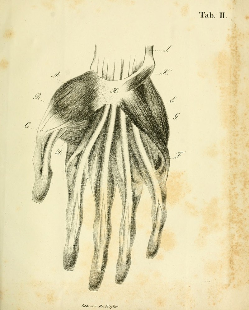 Tal). IJ /ÜS*. ne/i O,: /iir/hr.