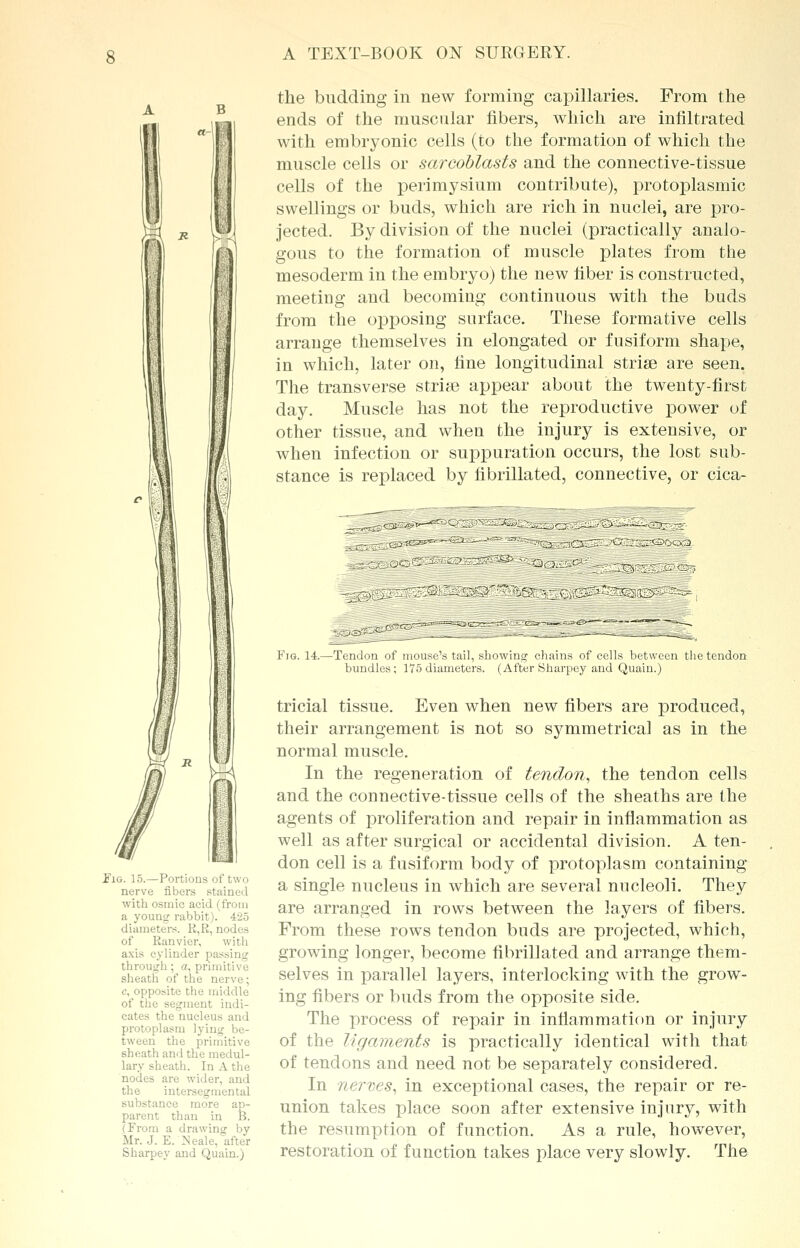 !;: Fig. 15.—Portions of two nerve fibers stained with osmic acid (from a young rabbit). 425 diameters. K,R, nodes of Eanvier, with axis cylinder passing through; a, primitive sheath of the nerve; c, opposite the middle of the segment indi- cates the nucleus and protoplasm lying be- tween the primitive sheath and the medul- lary sheath. In A the nodes are wider, and the intersegmental substance more ap- parent than in B. (From a drawing by Mr. J. E. Neale, after Sharpey and Quain.) the budding in new forming capillaries. From the ends of the muscular fibers, which are infiltrated with embryonic cells (to the formation of which the muscle cells or sarcoblasts and the connective-tissue cells of the perimysium contribute), protoplasmic swellings or buds, which are rich in nuclei, are pro- jected. By division of the nuclei (practically analo- gous to the formation of muscle plates from the mesoderm in the embryo) the new fiber is constructed, meeting and becoming continuous with the buds from the opposing surface. These formative cells arrange themselves in elongated or fusiform shape, in which, later on, fine longitudinal striae are seen. The transverse striae appear about the twenty-first day. Muscle has not the reproductive power of other tissue, and when the injury is extensive, or when infection or suppuration occurs, the lost sub- stance is replaced by fibrillated, connective, or cica- zsr&smj Fig. 14.—Tendon of mouse's tail, showing chains of cells between the tendon bundles; 175 diameters. (After Sharpey and Quain.) tricial tissue. Even when new fibers are produced, their arrangement is not so symmetrical as in the normal muscle. In the regeneration of tendon, the tendon cells and the connective-tissue cells of the sheaths are the agents of proliferation and repair in inflammation as well as after surgical or accidental division. A ten- don cell is a fusiform body of protoplasm containing a single nucleus in which are several nucleoli. They are arranged in rows between the layers of fibers. From these rows tendon buds are projected, which, growing longer, become fibrillated and arrange them- selves in parallel layers, interlocking with the grow- ing fibers or buds from the opposite side. The process of repair in inflammation or injury of the ligaments is practically identical with that of tendons and need not be separately considered. In nerves, in exceptional cases, the repair or re- union takes place soon after extensive injury, with the resumption of function. As a rule, however, restoration of function takes place very slowly. The