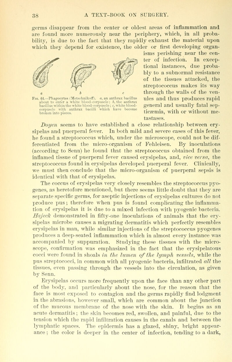 germs disappear from the center or oldest areas of inflammation and are found more numerously near the periphery, which, in all proba- bility, is due to the fact that they rapidly exhaust the material upon which they depend for existence, the older or first developing organ- isms perishing near the cen- ter of infection. In excep- tional instances, due proba- bly to a subnormal resistance of the tissues attacked, the streptococcus makes its way through the walls of the ven- Fig. 44.—Phagocytes (Metsehnikoff). a, an anthrax bacillus iileS and thus produces rapid about to enter a white blood-corpuscle: b. the anthrax x bacillus within the white blood-corpuscle; c, white blood- general and USUally fatal Sep- corpuscle with anthrax bacilli which have become ,. . .,--. .,1 , broken into pieces. ticsemia, with or without me- tastases. Doyen seems to have established a close relationship between ery- sipelas and puerperal fever. In both mild and severe cases of this fever, he found a streptococcus which, under the microscope, could not be dif- ferentiated from the micro-organism of Fehleisen. By inoculations (according to Senn) he found that the streptococcus obtained from the inflamed tissue of puerperal fever caused erysipelas, and, vice versa, the streptococcus found in erysipelas developed puerperal fever. Clinically, we must then conclude that the micro-organism of puerperal sepsis is identical with that of erysipelas. The coccus of erysipelas very closely resembles the streptococcus pyo- genes, as heretofore mentioned, but there seems little doubt that they are separate specific germs, for aseptic injections of erysipelas cultures do not produce pus; therefore when pus is found complicating the inflamma- tion of erysipelas it is due to a mixed infection with pyogenic bacteria. Hajeck demonstrated in fifty-one inoculations of animals that the ery- sipelas microbe causes a migrating dermatitis which perfectly resembles erysipelas in man, while similar injections of the streptococcus pyogenes produces a deep-seated inflammation which in almost every instance was accompanied by suppuration. Studying these tissues with the micro- scope, confirmation was emphasized in the fact that the erysipelatous cocci were found in shoals in the lumen of the lymph vessels, while the pus streptococci, in common with all pyogenic bacteria, infiltrated all the tissues, even passing through the vessels into the circulation, as given by Senn. Erysipelas occurs more frequently upon the face than any other part of the body, and particularly about the nose, for the reason that the face is most exposed to contagion and the germs rapidly find lodgment in the abrasions, however small, which are common about the junction of the mucous membrane of the nose with the skin. It begins as an acute dermatitis; the skin becomes red, swollen, and painful, due to the tension which the rapid infiltration causes in the canals and between the lymphatic spaces. The epidermis has a glazed, shiny, bright appear- ance ; the color is deeper in the center of infection, tending to a dark,