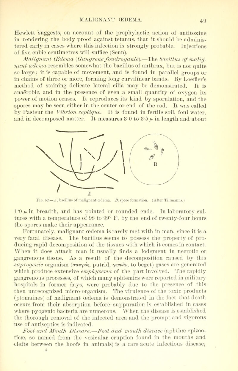 MALIGNANT (EDEMA. Hewlett suggests, on account of the prophylactic action of antitoxine in rendering the body proof against tetanus, that it should be adminis- tered early in cases where this infection is strongly probable. Injections of five cubic centimetres will suffice (Senn). Malignant (Edema {Gangrene foudroy ante).—The bacillus of malig- nant oedema resembles somewhat the bacillus of anthrax, but is not quite so large; it is capable of movement, and is found in parallel groups or in chains of three or more, forming long curvilinear bands. By Loeffler's method of staining delicate lateral cilia may be demonstrated. It is anaerobic, and in the presence of even a small quantity of oxygen its power of motion ceases. It reproduces its kind by sporulation, and the spores may be seen either in the center or end of the rod. It was called by Pasteur the Vibrion septique. It is found in fertile soil, foul water, and in decomposed matter. It measures 3*0 to 3-5 /x in length and about Fig. 52.—A, bacillus of malignant oedema. £, spore formation. (After Tillmanns.) 1 0 jx in breadth, and has pointed or rounded ends. In laboratory cul- tures with a temperature of 98 to 99° F. by the end of twenty-four hours the spores make their appearance. Fortunately, malignant oedema is rarely met with in man, since it is a very fatal disease. The bacillus seems to possess the property of pro- ducing rapid decomposition of the tissues with which it comes in contact. When it does attack man it usually finds a lodgment in necrotic or gangrenous tissue. As a result of the decomposition caused by this saprogenic organism (cranrpos, putrid, yewav, to beget) gases are generated which produce extensive emphysema of the part involved. The rapidly gangrenous processes, of which many epidemics were reported in military hospitals in former days, were probably due to the presence of this then unrecognized micro-organism. The virulence of the toxic products (ptomaines) of malignant cedema is demonstrated in the fact that death occurs from their absorption before suppuration is established in cases where pyogenic bacteria are numerous. When the disease is established the thorough removal of the infected area and the prompt and vigorous use of antiseptics is indicated. Foot and Mouth Disease.—Foot and mouth disease (aphthae epizoo- ticse, so named from the vesicular eruption found in the mouths and clefts between the hoofs in animals) is a rare acute infectious disease, 4