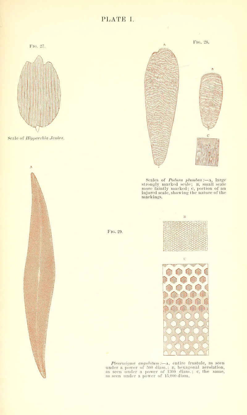 PLATE I, Fig. 28. l^''' Scale of Hippnrc.hUi Janira. Fig. 29. Scales of Poibira plumben:—a, large strongly marked scale; u, small scale more faintly marked; c, jiortion of an injured scale, showing the nature of the markings. Plfuroxigmn angiilatnw :—A, entire frustiile, as seen under a power of .500 diam.: b, hexagonal aerolation, as seen under a power of 1.300 diam.; c, the same, as seen under a power of 1.5,000 diam.