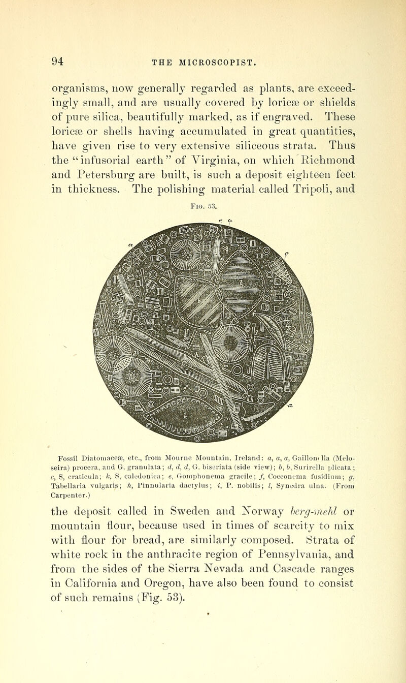 organisms, now generally regarded as plants, are exceed- ingly small, and are usually covered by loricEe or shields of pure silica, beautifully marked, as if engraved. These loric?e or shells having accumulated in great quantities, have given rise to very extensive siliceous strata. Thus the infusorial earth of Virginia, on which Richmond and Petersburg are built, is such a deposit eigliteen feet in thickness. The polishing material called Tripoli, and Fig. 53. Fossil Diatomacese, etc., from Mourne Mountain. Ireland: a, a, a, Gaillondla (Melo- seira) procera, and G. granulata; rf, d, d, G. biseriata (side view); 6, 6, Surirella plicata; c, S, crat.icula; k, S, caledonica; e, Goniplionema gracile; /, Cocoonenia fusidium; g, Tabellaria vulgaris; h, I'inuularia dactylus; i, P. nobilis; /, Synedra ulna. (From Carpenter.) the deposit called in Sweden and Xorway herg-mehl or mountain flour, because used in times of scarcity to mix with ilour for bread, are similarly composed, strata of white rock in the anthracite region of Pennsjdvania, and from the sides of the Sierra iS'evada and Cascade rang-es in California and Oregon, have also been found to consist of such remains (Fig. 53).