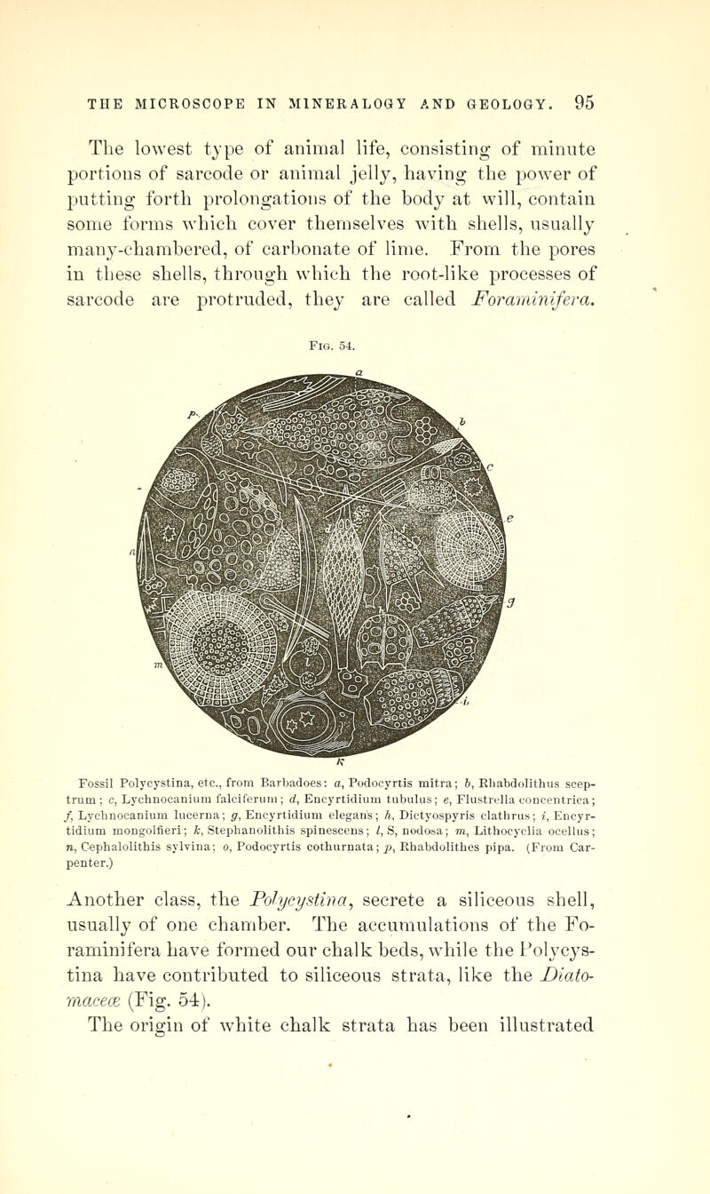 The lowest type of animal life, consisting of minute portions of sarcode or animal jelly, having the power of putting forth prolongations of the body at will, contain some forms which cover themselves with shells, usually many-chambered, of carbonate of lime. From the pores in these shells, through which tlie root-like processes of sarcode are protruded, they are called Foraminifera. Fig. 54. Fossil Polycystina, etc., from Barbadoes: o, Podocyrtis mitra; 6, Rliabdolithus scep- trum ; c, Lychnocanium falciferum; d, Encyrtidium tubulus; e, Flustrella concentrica; /, Lycbnocanium lucerna; g, Encyrtidium elegan's; h, Dictyospyris clathrus; ?, Encyr- tidium mongolfieri; A;, Steplianolithis spinescens; /,S, nodosa; «i, Lithocyclia ocellus; 71, Cephalolithis sylvina; o, Podocyrtis coihurnata; p, Rhabdolithes pipa. (From Car- penter.) Another class, the Polycystina^ secrete a siliceous shell, usually of one chamber. The accumulations of the Fo- raminifera have formed our chalk beds, while the Polycys- tina have contributed to siliceous strata, like the Diato- macece (Fig. 54). The origin of white chalk strata has been illustrated