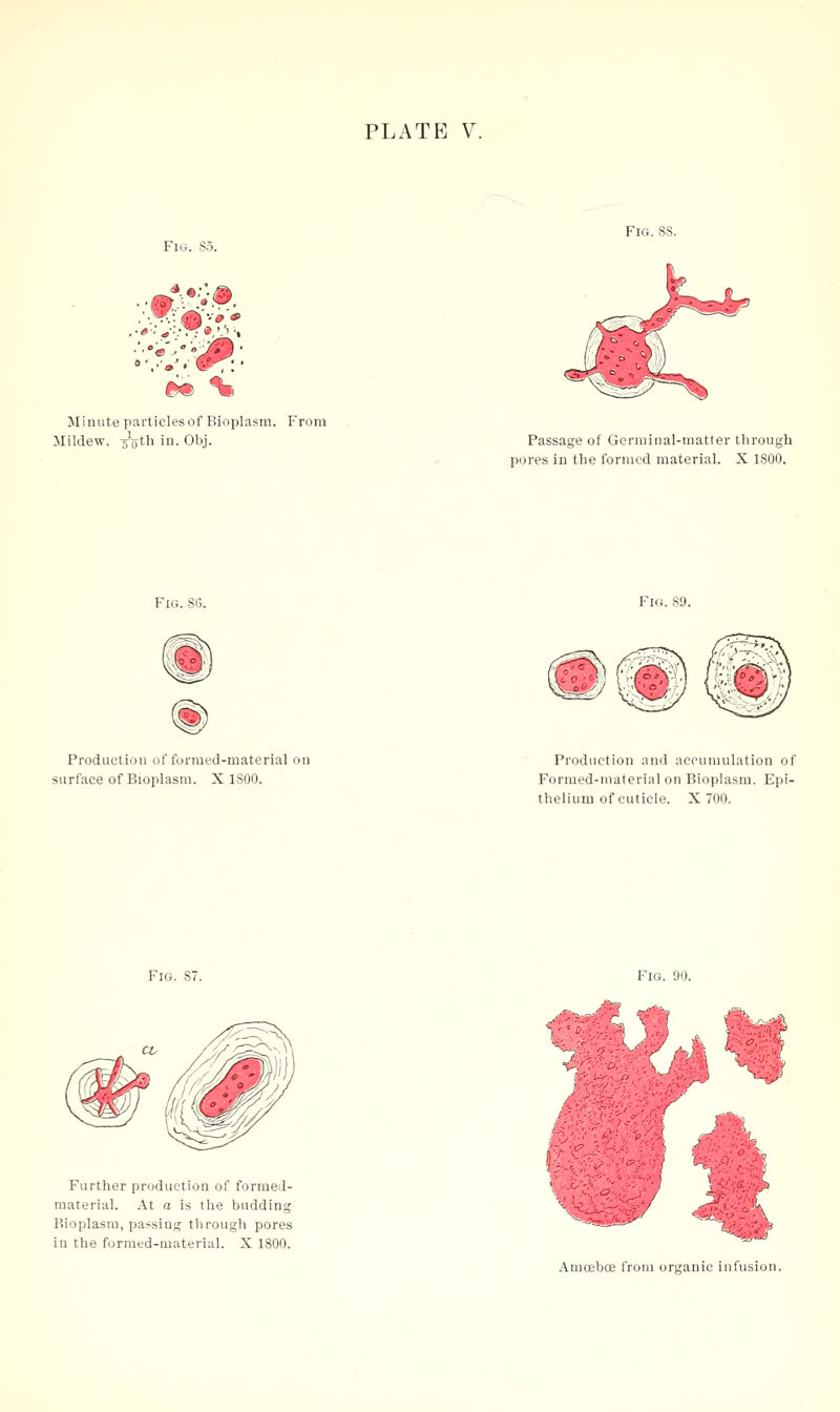 Fig. S5. ■m *..«.••, Minute particles of Bioplasm. From Mildew. Jotli i- Obj. Passage of Germinal-matter through pores in the formed material. X 1800. Fig. 89. Production of forraed-material on surface of Bioplasm. X ISOO. Production and accumulation of Formed-material on Bioplasm. Epi- thelium of cuticle. X 700. Fig. 87. Fig. 90. Further production of formed- material. At a is the budding P.ioplasm, passing through pores in the forraed-material. X 1800. Amceboe from organic infusion.