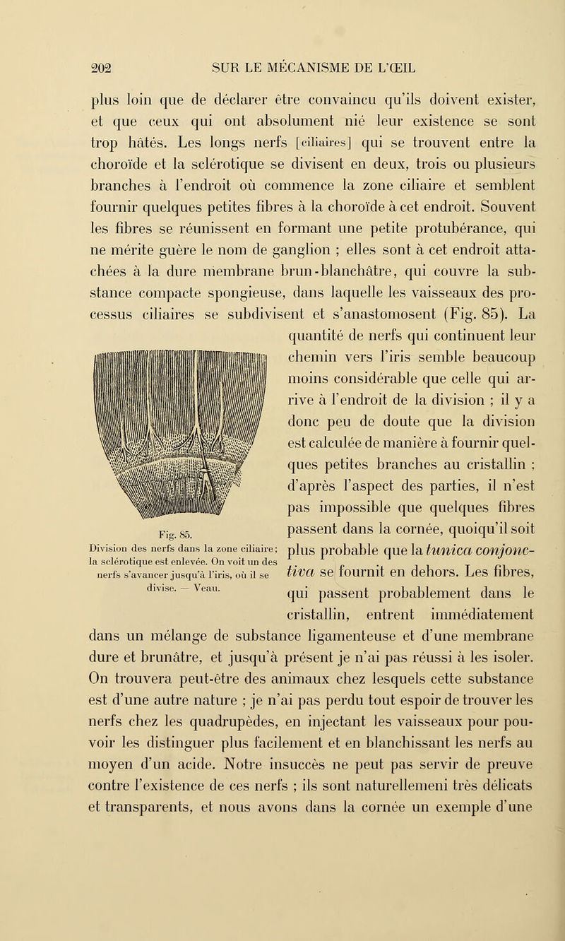 plus loin que de déclarer être convaincu qu'ils doivent exister, et que ceux qui ont absolument nié leur existence se sont trop hâtés. Les longs nerfs [ciliaires] qui se trouvent entre la choroïde et la sclérotique se divisent en deux, trois ou plusieurs branches à l'endroit où commence la zone ciliaire et semblent fournir quelques petites fibres à la choroïde à cet endroit. Souvent les fibres se réunissent en formant une petite protubérance, qui ne mérite guère le nom de ganglion ; elles sont à cet endroit atta- chées à la dure membrane brun-blanchâtre, qui couvre la sub- stance compacte spongieuse, dans laquelle les vaisseaux des pro- cessus ciliaires se subdivisent et s'anastomosent (Fig. 85). La quantité de nerfs qui continuent leur chemin vers l'iris semble beaucoup moins considérable que celle qui ar- rive à l'endroit de la division ; il y a donc peu de doute que la division est calculée de manière à fournir quel- ques petites branches au cristallin ; d'après l'aspect des parties, il n'est pas impossible que quelques fibres passent dans la cornée, quoiqu'il soit Division des nerfs dans la zone ciliaire ; plus probable que la tWiliCO, COfljOnC- la sclérotique est enlevée. On voit un des . nerfs s'avancer jusqu'à l'iris, où il se tiVtt Se fournit 611 dehors. Les fibres, divise. - Veau. qUj passent probablement dans le cristallin, entrent immédiatement dans un mélange de substance ligamenteuse et d'une membrane dure et brunâtre, et jusqu'à présent je n'ai pas réussi à les isoler. On trouvera peut-être des animaux chez lesquels cette substance est d'une autre nature ; je n'ai pas perdu tout espoir de trouver les nerfs chez les quadrupèdes, en injectant les vaisseaux pour pou- voir les distinguer plus facilement et en blanchissant les nerfs au moyen d'un acide. Notre insuccès ne peut pas servir de preuve contre l'existence de ces nerfs ; ils sont naturellemeni très délicats et transparents, et nous avons dans la cornée un exemple d'une Fig. 85.