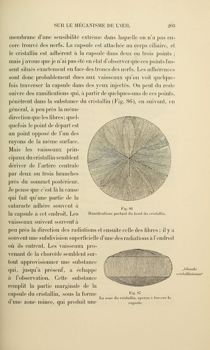 membrane d'une sensibilité extrême dans laquelle on n'a pas en- core trouvé des nerfs. La capsule est attachée au corps ciliaire, et le cristallin est adhérent à la capsule dans deux ou trois points ; mais j'avoue que je n'ai pas été en état d'observer que ces points fus- sent situés exactement en face des troncs des nerfs. Les adhérences sont donc probablement dues aux vaisseaux qu'on voit quelque- fois traverser la capsule dans des yeux injectés. On peut du reste suivre des ramifications qui, à partir de quelques-uns de ces points, pénètrent dans la substance du cristallin (Fig. 86), en suivant, en général, à peu près la même direction que les fibres ; quel- quefois le point de départ est au point opposé de l'un des rayons de la même surface. Mais les vaisseaux prin- cipaux du cristallin semblent dériver de l'artère centrale par deux ou trois branches près du sommet postérieur. Je pense que c'est là la cause qui fait qu'une partie de la cataracte adhère souvent à la capsule à cet endroit. Les vaisseaux suivent souvent à peu près la direction des radiations et ensuite celle des fibres ; il y a souvent une subdivision superficielle d'une des radiations à l'endroit où ils entrent. Les vaisseaux pro- venant de la choroïde semblent sur- tout approvisionner une substance qui, jusqu'à présent, a échappé à l'observation. Cette substance remplit la partie marginale de la capsule du cristallin, sous la forme Fis-87 La zone du cristallin, aperçu à travers la d'une zone mince, qui produit une capsule. Fig. 86 Ramifications partant du bord du cristallin. „Glande cristallin ienne'1