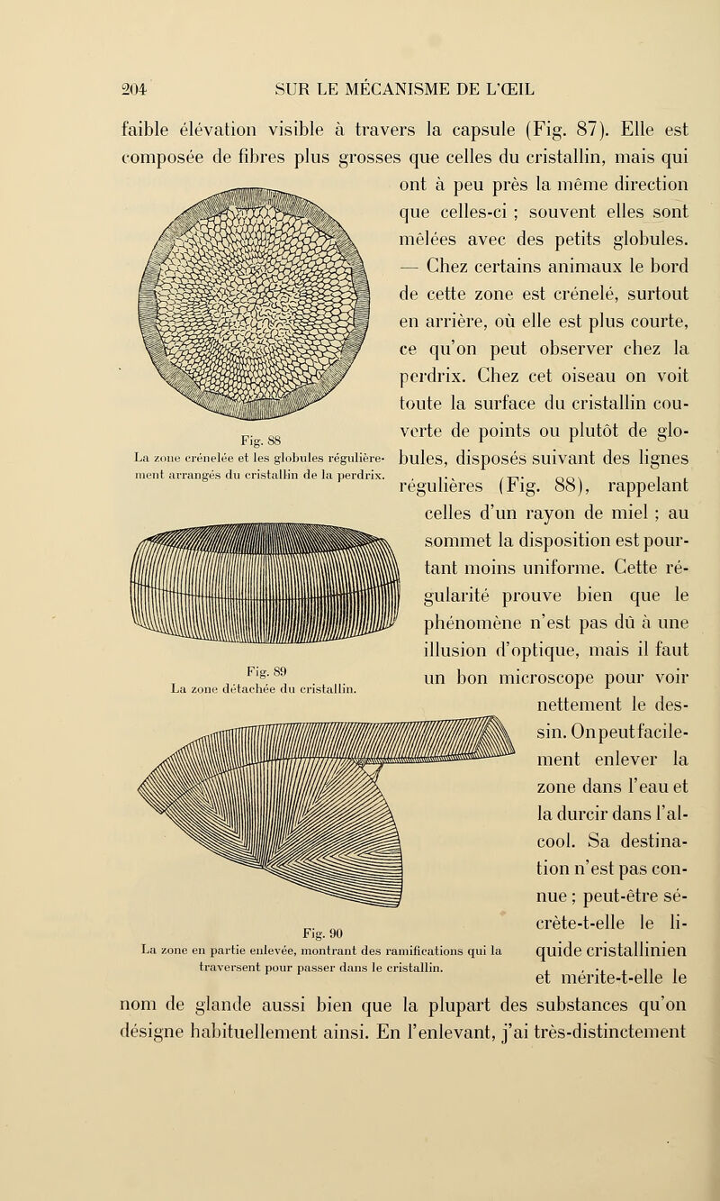 Fig. SS La zone crénelée et les globules régulière- ment arrangés du cristallin de la perdrix. faible élévation visible à travers la capsule (Fig. 87). Elle est composée de fibres plus grosses que celles du cristallin, mais qui ont à peu près la même direction que celles-ci ; souvent elles sont mêlées avec des petits globules. — Chez certains animaux le bord de cette zone est crénelé, surtout en arrière, où elle est plus courte, ce qu'on peut observer chez la perdrix. Chez cet oiseau on voit toute la surface du cristallin cou- verte de points ou plutôt de glo- bules, disposés suivant des lignes régulières (Fig. 88), rappelant celles d'un rayon de miel ; au sommet la disposition est pour- tant moins uniforme. Cette ré- gularité prouve bien que le phénomène n'est pas dû à une illusion d'optique, mais il faut un bon microscope pour voir nettement le des- sin. On peut facile- ment enlever la zone dans l'eau et la durcir dans l'al- cool. Sa destina- tion n'est pas con- nue ; peut-être sé- crète-t-elle le li- quide cristallinien et mérite-t-elle le nom de glande aussi bien que la plupart des substances qu'on désigne habituellement ainsi. En l'enlevant, j'ai très-distinctement Fig. 89 La zone détachée du cristallin. Fig. 90 La zone en partie enlevée, montrant des ramifications qui la traversent pour passer dans le cristallin.