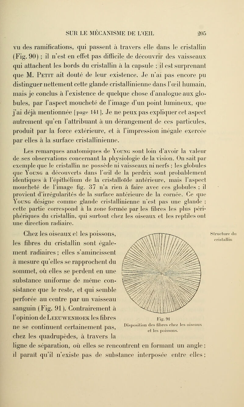 vu des ramifications, qui passent à travers elle dans le cristallin (Fig. 90) ; il n'est en effet pas difficile de découvrir des vaisseaux qui attachent les bords du cristallin à la capsule ; il est surprenant que M. Petit ait douté de leur existence. Je n'ai pas encore pu distinguer nettement cette glande cristallinienne dans l'œil humain, mais je conclus à l'existence de quelque chose d'analogue aux glo- bules, par l'aspect moucheté de l'image d'un point lumineux, que j'ai déjà mentionnée [page 141]. Je ne peux pas expliquer cet aspect autrement qu'en l'attribuant à un dérangement de ces particules, produit par la force extérieure, et à l'impression inégale exercée par elles à la surface cristallinienne. Les remarques anatomiques de Young sont loin d'avoir la valeur de ses observations concernant la physiologie de la vision. On sait par exemple que le cristallin ne possède ni vaisseaux ni nerfs ; les globules que Young a découverts dans l'œil de la perdrix sont probablement identiques à l'épithélium de la cristalloïde antérieure, mais l'aspect moucheté de l'image fig. 37 n'a rien à faire avec ces globules ; il provient d'irrégularités de la surface antérieure de la cornée. Ce que Young désigne comme glande cristallinienne n'est pas une glande ; cette partie correspond à la zone formée par les fibres les plus péri- phériques du cristallin, qui surtout chez les oiseaux et les reptiles ont une direction radiaire. Chez les oiseaux et les poissons, les fibres du cristallin sont égale- ment radiaires ; elles s'amincissent à mesure qu'elles se rapprochent du sommet, où elles se perdent en une substance uniforme de même con- sistance que le reste, et qui semble perforée au centre par un vaisseau sanguin (Fig. 91). Contrairement à l'opinion deLEEUWENHOEK les fibres ne se continuent certainement pas, chez les quadrupèdes, à travers la ligne de séparation, où elles se rencontrent en formant un angle ; il paraît qu'il n'existe pas de substance interposée entre elles ; Fig. 91 Disposition des fibres chez les oiseaux et les poissons. Structure du