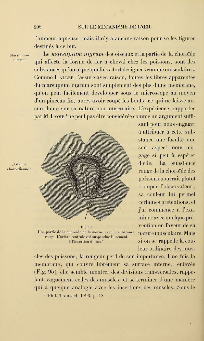 Marsupium nigrum „ Glande choroïdienne ' l'humeur aqueuse, mais il n'y a aucune raison pour se les figurer destinés à ce but. Le marsupium nigrum des oiseaux et la partie de la choroïde qui affecte la forme de fer à cheval chez les poissons, sont des substances qu'on a quelquefois à tort désignées comme musculaires. Comme Haller l'assure avec raison, toutes les fibres apparentes du marsupium nigrum sont simplement des plis d'une membrane, qu'on peut facilement développer sous le microscope au moyen d'un pinceau fin, après avoir coupé les bouts, ce qui ne laisse au- cun doute sur sa nature non musculaire. L'expérience rapportée par M. Home ! ne peut pas être considérée comme un argument suffi- sant pour nous engager à attribuer à cette sub- stance une faculté que son aspect nous en- gage si peu à espérer d'elle. La substance rouge de la choroïde des Fig. 93 poissons pourrait plutôt tromper l'observateur ; sa couleur lui permet certaines prétentions, et j'ai commencé à l'exa- miner avec quelque pré- vention en faveur de sa Une partie de la choroïde de la morue, avec la substance naf ni'p îrmsf lll'lire MfUS ronge. L'artère centrale est suspendue librement à l'insertion du nerf. si on se rappelle la cou- leur ordinaire des mus- cles des poissons, la rougeur perd de son importance. Une fois la membrane, qui couvre librement sa surface interne, enlevée (Fig. 95), elle semble montrer des divisions transversales, rappe- lant vaguement celles des muscles, et se terminer d'une manière qui a quelque analogie avec les insertions des muscles. Sous le