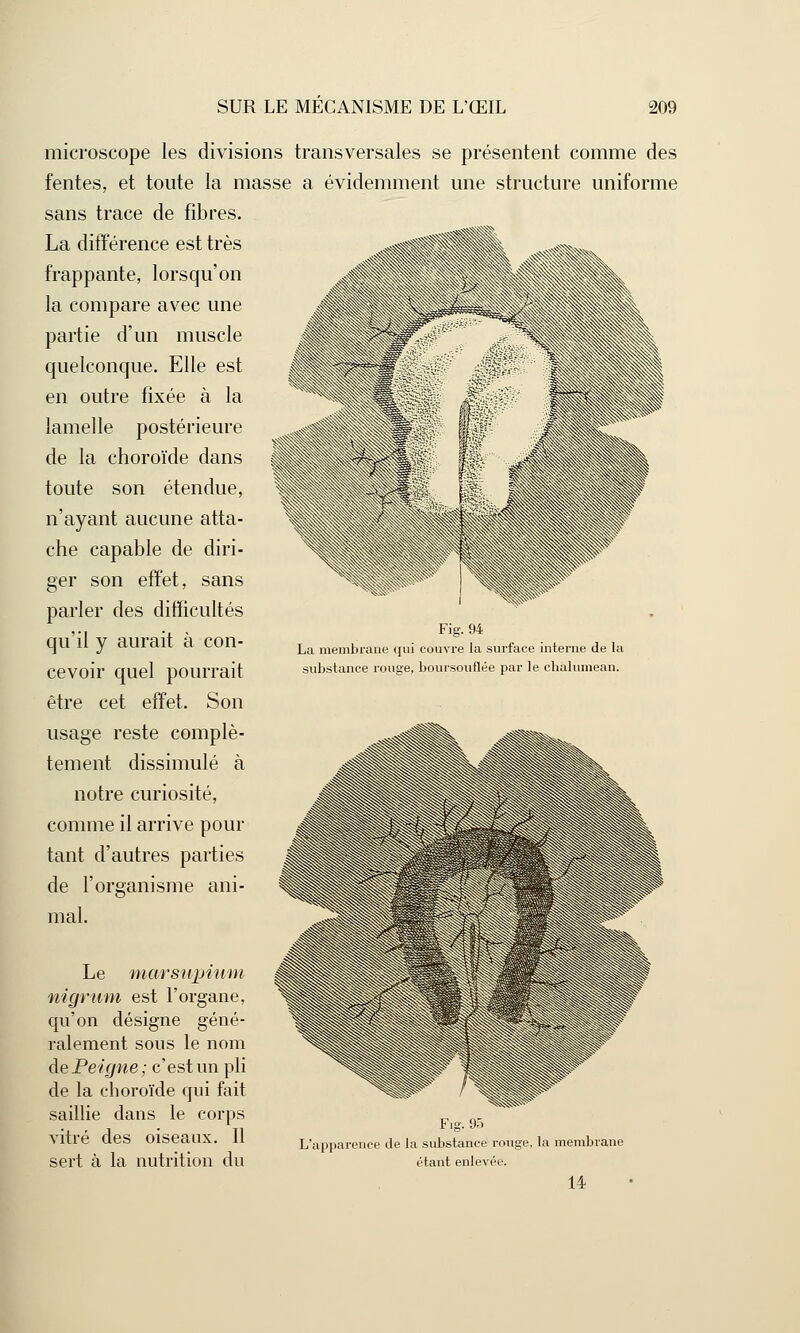 microscope les divisions transversales se présentent comme des fentes, et toute la masse a évidemment une structure uniforme sans trace de fibres. La différence est très frappante, lorsqu'on la compare avec une partie d'un muscle quelconque. Elle est en outre fixée à la lamelle postérieure de la choroïde dans toute son étendue, n'ayant aucune atta- che capable de diri- ger son effet, sans parler des difficultés qu'il y aurait à con- cevoir quel pourrait être cet effet. Son usage reste complè- tement dissimulé à notre curiosité, comme il arrive pour tant d'autres parties de l'organisme ani- mal. Le marsupium nigrum est l'organe, qu'on désigne géné- ralement sous le nom de Peigne ; c'est un pli de la choroïde qui fait saillie dans le corps „ „ Vlll'e des Oiseaux. 11 L'apparence de la substance rouge, la membrane Sert à la nutrition du étant enlevée. 14 Fig. 94 La membrane qui couvre la surface interne de la substance rouge, boursouflée par le chalumean.