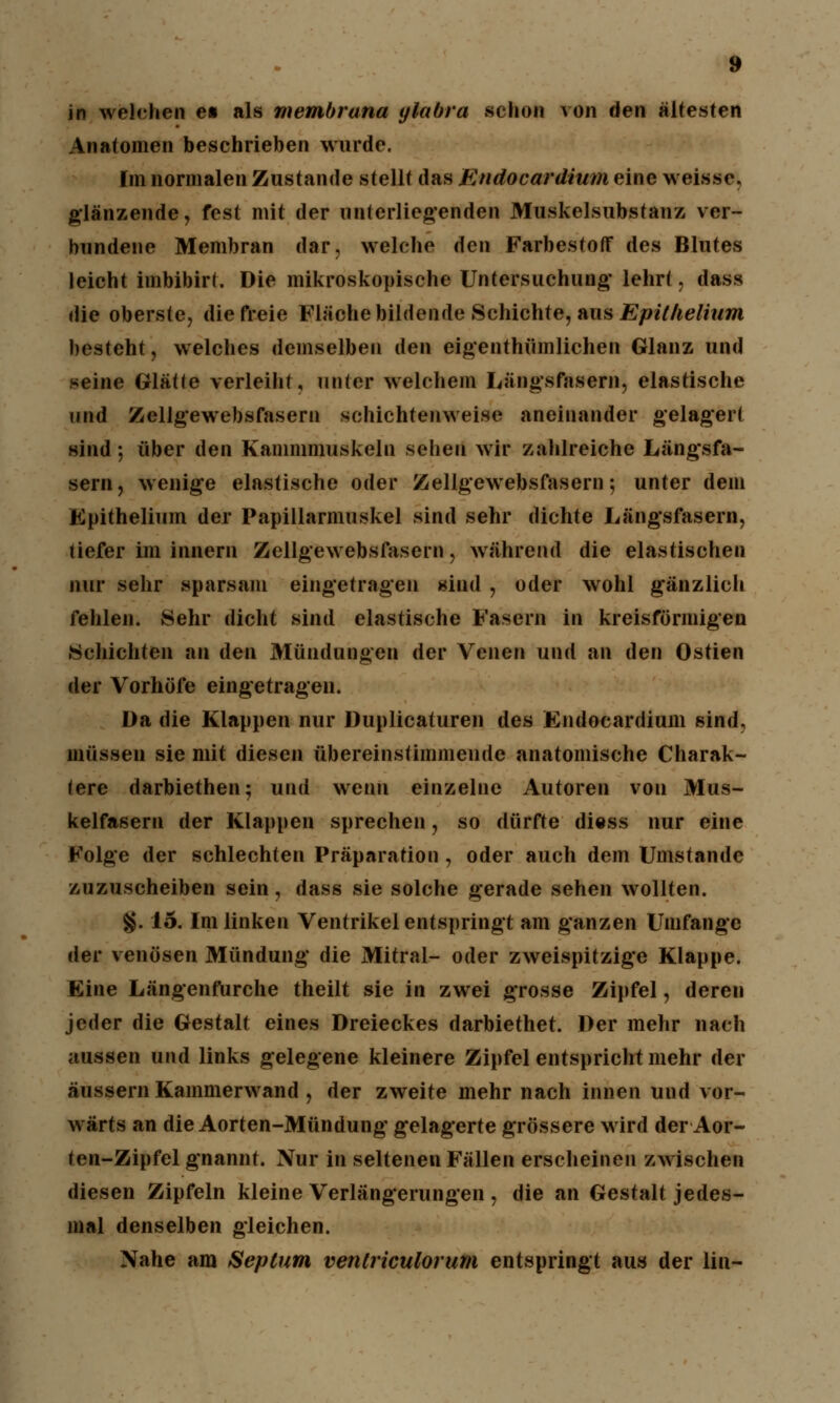 in welchen e« als membrana ylabra schon von den ältesten Anatomen beschrieben wurde. Im normalen Zustande stellt das Endocardium eine weisse, glänzende, fest mit der unterliegenden Muskelsubstanz ver- bundene Membran dar, welche den Farbestoflf des Blutes leicht imbibirt. Die mikroskopische Untersuchung- lehrt, dass die oberste, die freie Fläche bildende Schichte, aus Epithelium besteht, welches demselben den eigenthümlichen Glanz und seine Glätte verleiht, unter welchem Längsfasern, elastische und Zellgewebsfasern schichtenweise aneinander gelagert sind; über den Kammmuskeln sehen wir zahlreiche Längsfa- sern, wenige elastische oder Zellgewebsfasern; unter dem Epithelium der Papillarmuskel sind sehr dichte Längsfasern, tiefer im innern Zellgewebsfasern, während die elastischen nur sehr sparsam eingetragen sind , oder wohl gänzlich fehlen. Sehr dicht sind elastische Fasern in kreisförmigen Schichten an den Mündungen der Venen und an den Ostien der Vorhöfe eingetragen. Da die Klappen nur Duplicaturen des Endocardium sind, müssen sie mit diesen übereinstimmende anatomische Charak- tere darbiethen; und wenn einzelne Autoren von Mus- kelfasern der Klappen sprechen, so dürfte diess nur eine Folge der schlechten Präparation , oder auch dem Umstände zuzuscheiben sein, dass sie solche gerade sehen wollten. §. 15. Im linken Ventrikel entspringt am ganzen Umfange der venösen Mündung die Mitral- oder zweispitzige Klappe. Eine Längenfurche theilt sie in zwei grosse Zipfel, deren jeder die Gestalt eines Dreieckes darbiethet. Der mehr nach aussen und links gelegene kleinere Zipfel entspricht mehr der äussern Kammerwand , der zweite mehr nach innen und vor- wärts an die Aorten-Mündung gelagerte grössere wird der Aor- ten-Zipfel gnannt. Nur in seltenen Fällen erscheinen zwischen diesen Zipfeln kleine Verlängerungen , die an Gestalt jedes- mal denselben gleichen. Nahe am Septum ventriculorum entspringt aus der lin-