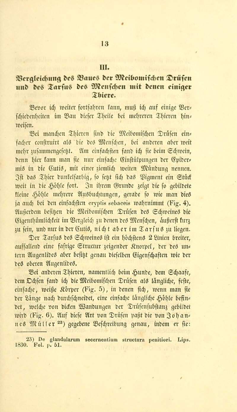 III. SH^crgrctdbiiitö ^c§ 3?rtuc^ bcv 50lctOomtfd>en l^riifcn lln^ fccö ^itrfuö öeö fO^cufc^cit mit fcenctt einiget Xffieve* S3eöor t(f| n^efter fottfaI)ven fanit, mufi fd^ auf einige 3Ser^ fd)teben^eiteit im ^au btcfer 3^(;et(e kt met)reren 3^f)teren l)in^ SSci niand^en ^f)tevcii ftnb Me 9Jtet6omif(l)en !Drn[en ein;^ fadier conftruirt nI6~bte beö 9J?enf(^en, bei nnberen nber weit met)r sufammengefe^t. 5(m einfai^ftcn fanb i^ [ie beim Sc^tüetn, benn {)iet fann man fte nur einfädle (SinftiKpungen ber ©piber^ miö in bie (Suti5, mit einer siemlic^ iöeiten 9J^nnbung nennen. 3ft baö Si)ier bunfelfavbig, fo fe^t ftc^ baö ^43igment m @tit(! iDeit in bie ^o^Ie fort. 3ii ii)vem ©runbe jeigt bie fo gebiibete fieine ^o^le mel)vere 5(u6buc^tungen, gerabe fo mc man bieö ja aud) M ben einfac^flen cryptls sebaceis iDaf)rnimmt (Fig. 4). Sdiferbem befil^en bie 9J?eibomifc^en 2)rüfen beö 6c^it)eine6 bie (Sigent!)itm(id)feit im 93ergletd} ju benen beö ^JJenfd^en, duperft furj ju fein, unb nur in ber 6utii3, ni c^ t ab er im S^arfu 6 ju liegen. 2)er ^arfuö beö @(^wetneö ift ein {)O(^ften0 2 Stnien breiter, auffallenb eine fafrige ©tructur jeigenber ÄnoT^)er, ber beS un* tern Stugenlibea aber beft^t genau btefetben (Sigenfc^aften tt)ie ber beö oberen 5lugenlibeö. 58ei anberen Xi)imn, namentlich beim ^unbe, bem Sd^aafe, bem Dd)fen fanb ic^ bie SJJeibomifdien 2)ritfen alö längliche, fefte, einfache, tt)eif e Äot^er (Fig. 5), in benen ftc^, tvenn man fte ber Sdnge nac^ burd)f^neibet, eine einfädle längliche ^ot)Ie be^n^^ bet, meiere üon bicfen SSanbungen ber !Drufenfubftans gebilbet wirb (Fig. 6). 5luf biefe Strt üon 2)rufen pa^t bie öon 3ot)an* ne6 ?Olü(ler^^) gegebene 33efct)reibung genau, inbem er fte: 23) De glandularum secernentium structura penitiori. Lips. 1830. Fol. p. 51.