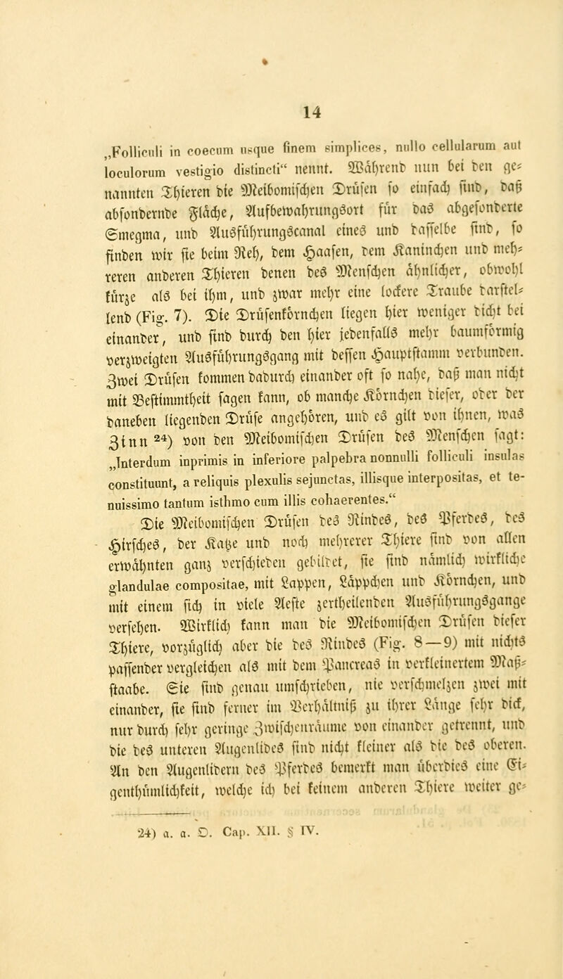 »Folliculi in coecum usque finem pimplices, nnllo oellularum aul l'oculorum vestigio distincti nennt. 2Ba()tenb nun bei ben fle^ nannten 3:i)ieren bie mdhom\\6)tn 3)rüien i'o einfach \\\\\>, m abfonbernbe ^(ac^e, 3lufbel»af)run()3Drt für baö abgejonberte (Smegma, unb 9lu0fii()rungöcanal eineö unb baffelbe finb, fo ftnben wix fte beim dU), bem .^aafen, bem Äaninc^en unb niet)* teren anbeten 2;f)ieren benen beö ?OK'nfcI)en a()n(ic^eT, obivol)t furje a(3 hd it)m, unb jmar mcl)r eine (ocfere 3;raube tarfteU lenb (Fis;. 7). 3)ie 2)tü[enf6rnd)en ikc^m t)ier weniger bid)t bei einanber, unb fmb burc^ ben I)ier iebenfaüa niel)r baumfcrmic} üerjweigten 3(uöfüf)Tungönan(j mit beffen ^auptftamm ivvbunben. 3wei 3)rüfen fommen babuvd) einanber oft fo na(}e, cajj man nid)t mit 33eftimmtt)eit fagen fann, ob manche .ßotnd^en biefer, ober bcr baneben liegenben 2)rüfe angel)6ren, unb e5 gilt von i()ncn, ira5 3inn 24) tton ben 9)^eibomifct]en !Drüfen beö 93tcnfc^en fagt: „Tnterdum inprimis in inferiore palpebra nonnulli folliculi insulas constituunt, a reliquis plexulis sejunctas, illisque interpositas, et te- nuissimo tantum isthmo cum illis cohaerentes. !Die «Ö^cibomifd^en 3)vüfen U6 Otinbeö, beö q^ferbeö, be3 ^irfdjeö, bev Äai^e unb nort) me()rerer 3;^iere ftnb »on aüen erivdl)nten ganj iH'vfd)ieben gebiltet, fie ftnb namlid) untfltdie glandulae compositae, mit ^a^n, Sdppdjen unb Äotnc^en, unb mit einem ftd) in mk 5tefte 5ertl)ei(enben $lu'5fiit)rung3gange öerfel)en. 9Bivf(id) fann man bie ?0?cibomifd}en 3)rüfen biefer 3;i)ierc, üorjnglid} aber bie bei^ Hlinbeö (Fig. 8 — 9) mit niditä ))affenber \)erglei^en a(ö mit bem ^Hincrcaö in i^erfleincrtem 9)iap? ^iaaU. (£ie fmb genau umfdjrieben, nie inn-fdjmeljcn jivei mit einanber, fte ftnb ferner im i\n{}dltnit5 ju i()rer Sdnge febr bicf, nur burd) fel)r geringe .ßwifdjenraumc üon einanber getrennt, unb bie beö unteren §(ugcn(ibe5 finb nidjt fleiner ai^ bie bcö oberen. Sin ben 3tugcnlibern be3 ^sferbeö bemerft man überbieö eine (Fi- gcntl)nml(d)feit, mlijc id) bei feinem anbcren 3:{)iere ireiter ge^