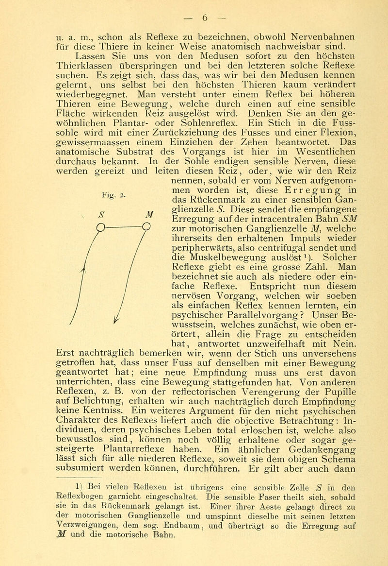 Fig. 2. u. a. m., schon als Reflexe zu bezeichnen, obwohl Nervenbahnen für diese Thiere in keiner Weise anatomisch nachweisbar sind. Lassen Sie uns von den Medusen sofort zu den höchsten Thierklassen überspringen und bei den letzteren solche Reflexe suchen. Es zeigt sich, dass das, was wir bei den Medusen kennen gelernt, uns selbst bei den höchsten Thieren kaum verändert wiederbegegnet. Man versteht unter einem Reflex bei höheren Thieren eine Bewegung, welche durch einen auf eine sensible Fläche wirkenden Reiz ausgelöst wird. Denken Sie an den ge- wöhnlichen Plantar- oder Sohlenreflex. Ein Stich in die Fuss- sohle wird mit einer Zurückziehung des Fusses und einer Flexion, gewissermaassen einem Einziehen der Zehen beantwortet. Das anatomische Substrat des Vorgangs ist hier im Wesentlichen durchaus bekannt. In der Sohle endigen sensible Nerven, diese werden gereizt und leiten diesen Reiz, oder, wie wir den Reiz nennen, sobald er vom Nerven aufgenom- men worden ist, diese Erregung in das Rückenmark zu einer sensiblen Gan- glienzelle £. Diese sendet die empfangene Erregung auf der intracentralen Bahn SM zur motorischen Ganglienzelle M, welche ihrerseits den erhaltenen Impuls wieder peripherwärts, also centrifugal sendet und die Muskelbewegung auslöst1)- Solcher Reflexe giebt es eine grosse Zahl. Man bezeichnet sie auch als niedere oder ein- fache Reflexe. Entspricht nun diesem nervösen Vorgang, welchen wir soeben als einfachen Reflex kennen lernten, ein psychischer Parallelvorgang? Unser Be- wusstsein, welches zunächst, wie oben er- örtert, allein die Frage zu entscheiden hat, antwortet unzweifelhaft mit Nein. Erst nachträglich bemerken wir, wenn der Stich uns unversehens getroffen hat, dass unser Fuss auf denselben mit einer Bewegung geantwortet hat; eine neue Empfindung muss uns erst davon unterrichten, dass eine Bewegung stattgefunden hat. Von anderen Reflexen, z. B. von der reflectorischen Verengerung der Pupille auf Belichtung, erhalten wir auch nachträglich durch Empfindung keine Kentniss. Ein weiteres Argument für den nicht psychischen Charakter des Reflexes liefert auch die objective Betrachtung: In- dividuen, deren psychisches Leben total erloschen ist, welche also bewusstlos sind, können noch völlig erhaltene oder sogar ge- steigerte Plantarreflexe haben. Ein ähnlicher Gedankengang lässt sich für alle niederen Reflexe, soweit sie dem obigen Schema subsumiert werden können, durchführen. Er gilt aber auch dann 1) Bei vielen Reflexen ist übrigens eine sensible Zelle S in den Reflexbogen garnicht eingeschaltet. Die sensible Faser theilt sich, sobald sie in das Rückenmark gelangt ist. Einer ihrer Aeste gelangt direct zu der motorischen Ganglienzelle und umspinnt dieselbe mit seinen letzten Verzweigungen, dem sog. Endbaum, und überträgt so die Erregung auf M und die motorische Bahn.