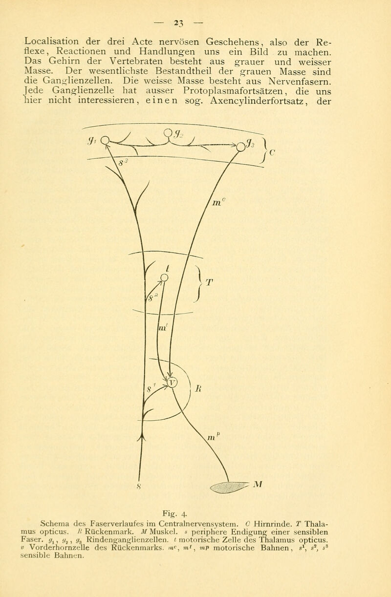Localisation der drei Acte nervösen Geschehens, also der Re- flexe , Reactionen und Handlungen uns ein Bild zu machen. Das Gehirn der Vertebraten besteht aus grauer und weisser Masse. Der wesentlichste Bestandtheil der grauen Masse sind die Ganglienzellen. Die weisse Masse besteht aus Nervenfasern. Jede Ganglienzelle hat ausser Protoplasmafortsätzen, die uns hier nicht interessieren, einen sog. Axencylinderfortsatz, der Fig. 4. Schema des Faserverlaufes im Centrainervensystem. C Hirnrinde. T Thala- mus opticus. R Rückenmark. M Muskel. * periphere Endigung einer sensiblen Faser. f/1, ,y2, </„ Rindenganglienzellen, t motorische Zelle des Thalamus opticus. v Vorderhornzelle des Rückenmarks. »»'', m', mV motorische Bahnen, s1, s2, ss sensible Bahnen.
