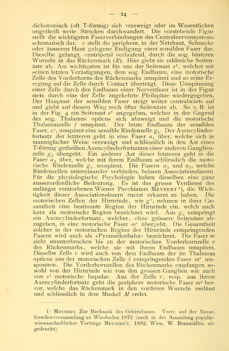dichotomisch (oft T-förmig) sich verzweigt oder im Wesentlichen ungetheilt weite Strecken durchwandert. Die vorstehende Figur stellt die wichtigsten Faserverbindungen des Centralnervensystems schematisch dar. 5 stellt die periphere, in der Netzhaut, Schnecke oder äusseren Haut gelegene Endigung einer sensiblen Faser dar. Dieselbe gelangt, centripetal verlaufend, durch die sog. hinteren Wurzeln in das Rückenmark (i?). Hier giebt sie zahlreiche Seiten- äste ab. Am wichtigsten ist für uns der Seitenast s1, welcher mit seinen letzten Verästigungen, dem sog. Endbaum, eine motorische Zelle des Vorderhorns des Rückenmarks umspinnt und so seine Er- regung auf die Zelle durch Contact überträgt. Diese Umspinnung einer Zelle durch den Endbaum einer Nervenfaser ist in der Figur stets durch eine der Zelle zugekehrte Pfeilspitze wiedergegeben. Der Hauptast der sensiblen Faser steigt weiter centralwärts auf und giebt auf diesem Weg noch öfter Seitenäste ab. So z. B, ist in der Fig. 4 ein Seitenast s2 angegeben, welcher in der Gegend des sog. Thalamus opticus sich abzweigt und die motorische Thalamuszelle t umspinnt. Der letzte Endbaum der sensiblen Faser, s3, umspinnt eine sensible Rindenzelle gx. Der Axencylinder- fortsatz der letzteren geht in eine Faser ax über, welche sich in mannigfacher Weise verzweigt und schliesslich in den Ast eines T-förmig getheilten Axencylinderfortsatzes einer anderen Ganglien- zelle g2 übergeht. Ein anderer Ast dieser letzteren geht in die Faser a2 über, welche mit ihrem Endbaum schliesslich die moto- rische Rindenzelle g3 umspinnt. Die Fasern ax und a2, welche Rindenzellen untereinander verbinden, heissen Associationsfasern. Für die physiologische Psychologie haben dieselben eine ganz ausserordentliche Bedeutung. Es ist das grosse Verdienst des unlängst verstorbenen Wiener Psychiaters Meynert1), die Wich- tigkeit dieser Associationsfasern zuerst erkannt zu haben. Die motorischen Zellen der Hirnrinde, wie g3, nehmen in ihrer Ge- samtheit eine bestimmte Region der Hirnrinde ein, welch auch kurz als motorische Region bezeichnet wird. Aus gh entspringt ein Axencylinderfortsatz, welcher, ohne grössere Seitenäste ab- zugeben, in eine motorische Faser mc übergeht. Die Gesamtheit solcher in der motorischen Region der Hirnrinde entspringenden Fasern wird auch als »Pyramidenbahn« bezeichnet. Die Faser m zieht ununterbrochen bis zu der motorischen Vorderhornzelle v des Rückenmarks, welche sie mit ihrem Endbaum umspinnt. Dieselbe Zelle v wird auch von dem Endbaum der im Thalamus opticus aus der motorischen Zelle t entspringenden Faser ml um- sponnen. Die Vorderhornzellen des Rückenmarks empfangen so- wohl von der Hirnrinde wie von den grossen Ganglien wie auch von s1 motorische Impulse. Aus der Zelle z/, resp. aus ihrem Axencylinderfortsatz geht die periphere motorische Faser m? her- vor, welche das Rückenmark in den vorderen Wurzeln verlässt und schliesslich in dem Muskel M endet. 1) Meynekt, Zur Mechanik des Gehirnbaues. Vortr. auf der Natur- forscherversammlung zu Wiesbaden 1872 (auch in der Sammlung populär- wissenschaftlicher Vorträge Meynekt's, 1892, Wien, W. Braumüller, ab- gedruckt).