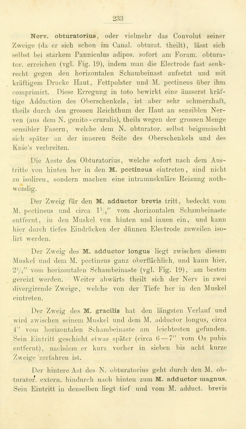 Nerv, obturatorius, oder vielmehr das Convolut seiner Zweio'e (da er sich schon im Caual. obturat. theilt), lässt sich selbst bei starkem Panniculus adipos. sofort am Foram. obtura- tor. erreichen (vgl. Fig. 19), indem man die Electrode fast senk- recht gegen den horizontalen Schambeinast aufsetzt und mit kräftigem Drucke Haut, Fettpolster und M. pectineus über ihm comprimirt. Diese Erregung in toto bewirkt eine äusserst kräf- tige Adduction des Oberschenkels, ist aber sehr schmerzhaft, theils durch den grossen Reichthum der Haut an sensiblen Ner- ven (aus dem N. genito - cruralis), theils wegen der grossen Menge sensibler Fasern, welche dem N. obturator. selbst beigemischt sich später an der inneren Seite des Oberschenkels und des Knie's verbreiten. Die Aeste des Obturatorius, welche sofort nach dem Aus- tritte von hinten her in den M. pectineus eintreten, sind nicht zu isoliren, sondern machen eine intramuskuläre Reizung noth- wendig. Der Zweig für den M. adductor brevis tritt, bedeckt vom M. pectineus und circa l^/V vom .horizontalen Schambeinaste entfernt, in den Muskel von hinten und innen ein, und kann hier durch tiefes Eindrücken der dünnen Electrode zuweilen iso- lirt M^erden. Der Zweig des M. adductor longua liegt zwischen diesem Muskel und dem M. pectineus ganz oberflächlich, und kann hier, 2V4 vom horizontalen Schambeinaste (vgl. Fig. 19), am besten gereizt werden. Weiter abwärts theilt sich der Nerv in zwei divergirende Zweige., welche von der Tiefe her in den Muskel eintreten. Der Zweig des M. graeilis hat den längsten Verlauf und wird zwischen seinem Muskel und dem M. adductor longus, circa 4 vom horizontalen Schambeinaste am leichtesten gefunden. Sein Eintritt geschieht etwas später (circa 6 — 1 vom Os pubis entfernt), nachdem er kurz vorher in sieben bis acht kurze Zweige zerfahren ist. Der hintere Ast des N. obturatorius geht durch den M. ob- turator. extern, hindurch nach hinten zum M. adductor magnus. Sein Eintritt in denselben liegt tief und vom M. adduct. brevis