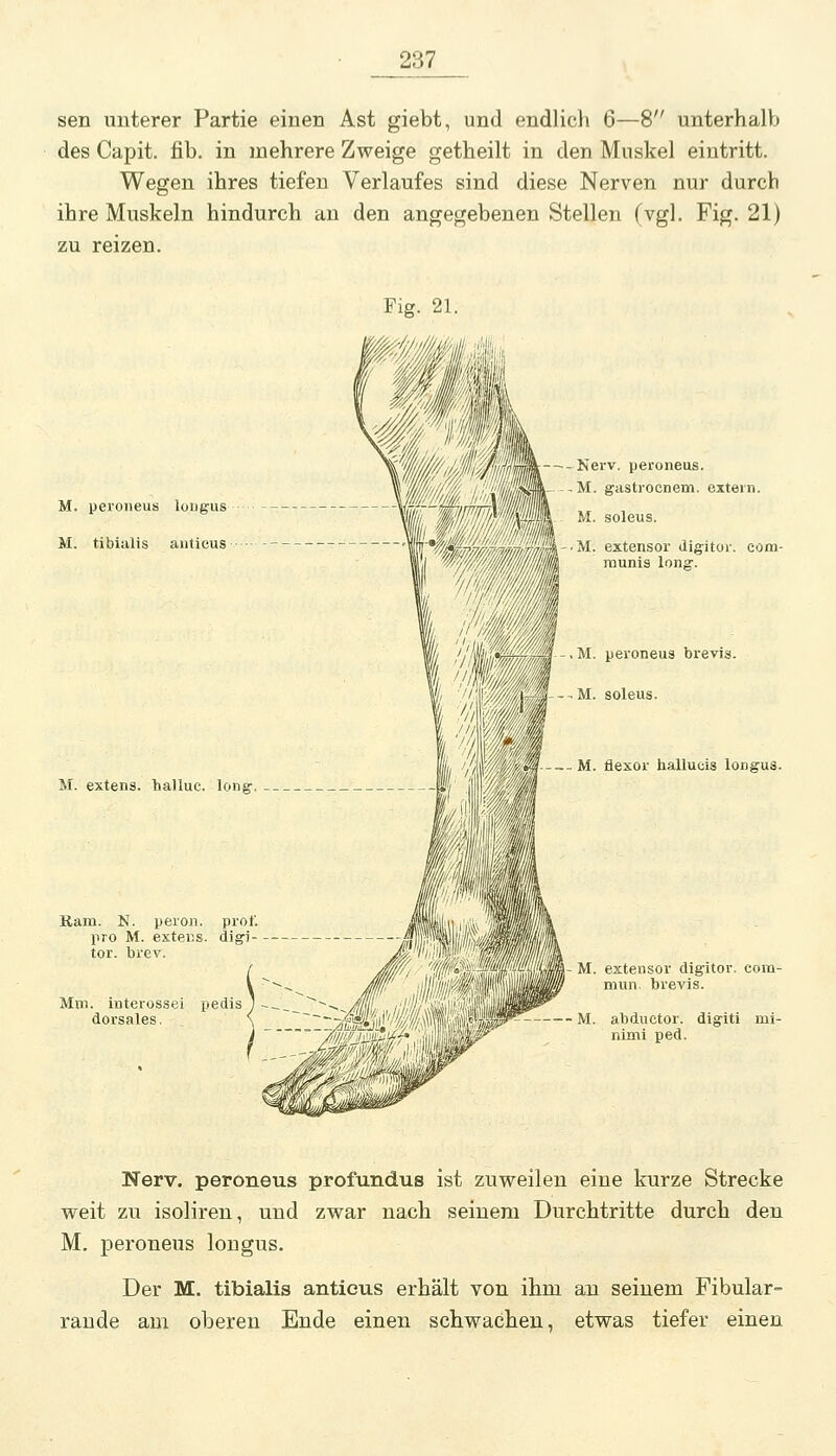 sen unterer Partie einen Ast giebt, und endlich 6—8 unterhalVj des Capit. fib. in mehrere Zweige getheilt in den Muskel eintritt. Wegen ihres tiefen Verlaufes sind diese Nerven nur durch ihre Muskeln hindurch an den angegebenen Stellen (vgl. Fig. 21) zu reizen. M. peroneus loiigus M. tibialis antieus M. extens. halluc. long- Kam. N. peroii. prot; pro M. exteHS. digi- tor. brev. Mni. interossei pedis dorsales. neus. cnem. extern. M. extensor digitor. com- munis long. M. peroneus brevis. M. soleus. M. flexor hallueis longus. (f^-M. extensor digitor. com- mun. brevis. M. abductor. digiti mi- nimi ped. Nerv, peroneus profundus ist zuweilen eine kurze Strecke weit zu isoliren, und zwar nach seinem Durchtritte durch den M. peroneus longus. Der M. tibialis antieus erhält von ihm an seinem Fibular- raude am oberen Ende einen schwachen, etwas tiefer einen