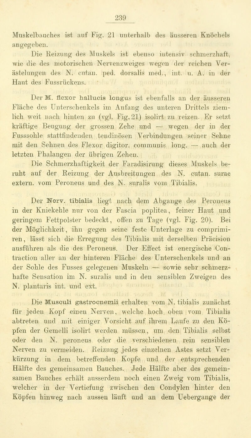 Muskelbauches ist auf Fi^, 21 unterhalb des äusseren Knöchels angegeben. ^ommi i-rl ii Die Reizung des Muskels ist ebenso intensiv schmerzhaft, wie die des motorischen Nervenzweiges wegen der reichen Ver- ästelungen des N. cutan. ped. dorsalis med., int. u. A. in der Haut des Fussrückeus. Der M. flesor hallueis longus ist ebenfalls an der äusseren Fläche des Unterschenkels im Anfang des unteren Drittels ziem- lich weit nach hinten zu (vgl. Fig. 21) isolirt zu reizen. Er setzt kräftige Beugung der grossen Zehe und — wegen der in der Fusssohle stattfindenden tendinösen Verbindungen seiner Sehne mit den Sehnen des Flexor digitor. communis long. — auch der letzten Phalangen der übrigen Zehen. Die Schmerzhaftigkeit der Faradisirung dieses Muskels be- ruht auf der Reizung der Ausbreitungen des N. cutan, surae extern, vom Peroneus und des N. suralis vom Tibialis. Der Nerv, tibialis liegt nach dem Abgänge des Peroneus in der Kniekehle nur von der Fascia poplitea, feiner Haut und geringem Fettpolster bedeckt, offen zu Tage (vgl. Fig. 20). Bei der Möglichkeit, ihn gegen seine feste Unterlage zu comprimi- ren, lässt sich die Erregung des Tibialis mit derselben Präcision ausführen als die des Peroneus. Der Effect ist energische Con- traction aller an der hinteren Fläche des Unterschenkels und an der Sohle des Fusses gelegenen Muskeln — sowie sehr schmerz- hafte Sensation im N. suralis und in den sensiblen Zweigen des N. plantaris int. und est. Die Musculi gastrocnemii erhalten vom N. tibialis zunächst für jeden Kopf einen Nerven, welche hoch oben vom Tibialis abtreten und mit einiger Vorsicht auf ihrem Laufe zu den Kö- pfen der Gemelli isolirt werden müssen, um den Tibialis selbst oder den N. peroneus oder die verschiedenen rein sensiblen Nerven zu vermeiden. Reizung jedes einzelnen Astes setzt Ver- kürzung in dem betreffenden Kopfe und der entsprechenden Hälfte des gemeinsamen Bauches. Jede Hälfte aber des gemein- samen Bauches erhält ausserdem noch einen Zweig vom Tibialis, welcher in der Vertiefung zwischen den Condylen hinter den Köpfen hinweg nach aussen läuft und an dem üebergange der