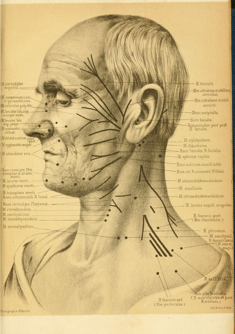 / iVl.lronlalis. m aitraTiCTselaifolleivs auricuUe. Mm-rclrahens efaltol auricul. IWusc.occipita'hä Jüerv. facialis. Eam.auticular. post prof K facialis. M.stj'iohyoideus. M; digasfricus. Eamlljuccales Jf.facialis, 1[. splenius capitis. Rami suLcutan.maxill.iiifer. Bam.ext.K.accessoiii'Wjll-isiL. M.corragalor I siipercil r^Cünipressornas Gl pyvamidalnasl M, orbi c ulaT.p all) eb 1 '^ Jd.tevatorlab.sup — alacqiie iiasi. M.levslor lab sup.propr M.zy^omafic iniixor M.dilalatjiarraraj'. 1: Ilaia coirau.jro Mm, trianft'ulaT et levator. mentl, M levator menti JVl.o[uadralus laentL lami. cervicäLpo Plaiysmat M.steinoliyoideus M. omol-yoideus JVT. steriiocleidomas{oid.eus. ■M, cucullaris, M. steraocleidomastoideus. M.levafor anguli scapulae. 1[. thoracic, post. I Mm r]ioml3oidei.) 'S. jhremcus. M, omoliyoid. N tlioracic.latera -; ' I>r. serraf. '-jnacn.) ■■:■ ^ axillar: m Ktlioiacic.aTit. (itm.pectorales.) -^aniplexÄacl (E. iPifsriflo:i!tau.et jiars if.HLediaiixj apli,v:All)recliF.. Iifli.A!iSt.y.A.Kolb.
