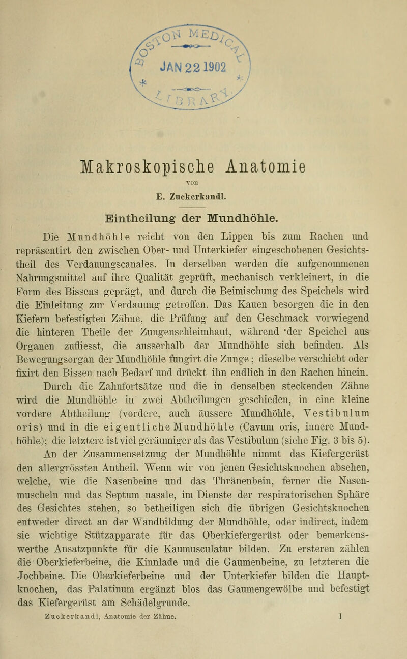 Makroskopische Anatomie von E. Znckerkandl. Eintheilung der Mundhöhle. Die Mundhöhle reicht von den Lippen bis zum Rachen und repräsentirt den zwischen Ober- und Unterkiefer eingeschobenen Gesichts- theil des Verdauungscanales. In derselben werden die aufgenommenen Nahrungsmittel auf ihre Qualität geprüft, mechanisch verkleinert, in die Form des Bissens geprägt, und durch die Beimischung des Speichels wird die Einleitung zur Verdauung getroffen. Das Kauen besorgen die in den Kiefern befestigten Zähne, die Prüfung auf den Geschmack vorwiegend die hinteren Theile der Zungenschleimhaut, während 'der Speichel aus Organen zufliesst, die ausserhalb der Mundhöhle sich befinden. Als Bewegungsorgan der Mundhöhle fungirt die Zunge; dieselbe verschiebt oder fixirt den Bissen nach Bedarf und drückt ihn endlich in den Rachen hinein. Durch die Zahnfortsätze und die in denselben steckenden Zähne wird die Mundhöhle in zwei Abtheilungen geschieden, in eine kleine vordere Abtheilung (vordere, auch äussere Mundhöhle, Vestibulum oris) und in die eigentliche Mundhöhle (Cavum oris, innere Mund- höhle); die letztere ist viel geräumiger als das Vestibulum (siehe Fig. 3 bis 5). An der Zusammensetzung der Mundhöhle nimmt das Kiefergerüst den allergrössten Antheil. Wenn wir von jenen Gesichtsknochen absehen, welche, wie die Nasenbeins und das Thränenbein, ferner die Nasen- muscheln und das Septum nasale, im Dienste der respiratorischen Sphäre des Gesichtes stehen, so betheiligen sich die übrigen Gesichtskuochen entweder direct an der Wandbildung der Mundhöhle, oder indirect. indem sie wichtige Stützapparate für das Oberkiefergerüst oder bemerkens- werthe Ansatzpunkte für die Kaumusculatur bilden. Zu ersteren zählen die Oberkieferbeine, die Kinnlade und die Gaumenbeine, zu letzteren die Jochbeine. Die Oberkieferbeine und der Unterkiefer bilden die Haupt- knochen, das Palatinum ergänzt blos das Gamnengewölbe und befestigt das Kiefergerüst am Schädelgrunde.