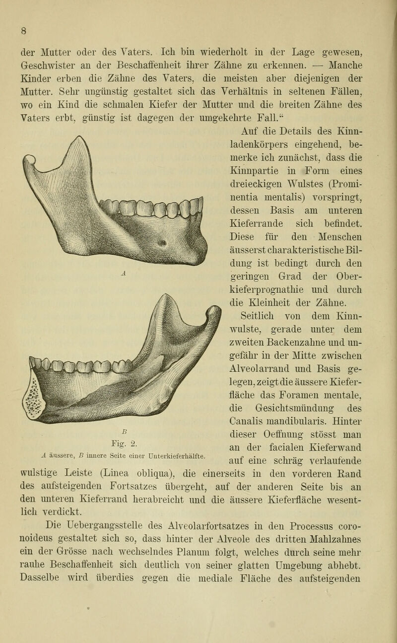 der Mutter oder des Vaters. Ich bin wiederholt in der Lage gewesen, Geschwister an der Beschaffenheit ihrer Zähne zu erkennen. — Manche Kinder erben die Zähne des Vaters, die meisten aber diejenigen der Mutter. Sehr ungünstig gestaltet sich das Verhältnis in seltenen Fällen, wo ein Kind die schmalen Kiefer der Mutter und die breiten Zähne des Vaters erbt, günstig ist dagegen der umgekehrte Fall. Auf die Details des Kinn- ladenkörpers eingehend, be- merke ich zunächst, dass die Kinnpartie in Form eines dreieckigen Wulstes (Promi- nentia mentalis) vorspringt, dessen Basis am unteren Kieferrande sich befindet. Diese für den Menschen äusserst charakteristische Bil- dung ist bedingt durch den geringen Grad der Ober- kieferprognathie und durch die Kleinheit der Zähne. Seitlich von dem Kinn- wulste, gerade unter dem zweiten Backenzahne und un- gefähr in der Mitte zwischen Alveolarrand und Basis ge- legen, zeigt die äussere Kiefer- fläche das Foramen mentale, die Gesichtsmündung des Canalis mandibularis. Hinter dieser Oeffnung stösst man an der facialen Kieferwand auf eine schräg verlaufende wulstige Leiste (Linea obliqua), die einerseits in den vorderen Rand des aufsteigenden Fortsatzes übergeht, auf der anderen Seite bis an den unteren Kieferrand herabreicht und die äussere Kieferfläche wesent- lich verdickt. Die Uebergangsstelle des Alveolarfortsatzes in den Processus coro- noideus gestaltet sich so, dass hinter der Alveole des dritten Mahlzahnes ein der Grösse nach wechselndes Planum folgt, welches durch seine mehr rauhe Beschaffenheit sich deutlich von seiner glatten Umgebung abhebt. Dasselbe wird überdies gegen die mediale Fläche des aufsteigenden B Fig. 2. Ä äussere, B innere Seite einer Unterkieferkälfte.