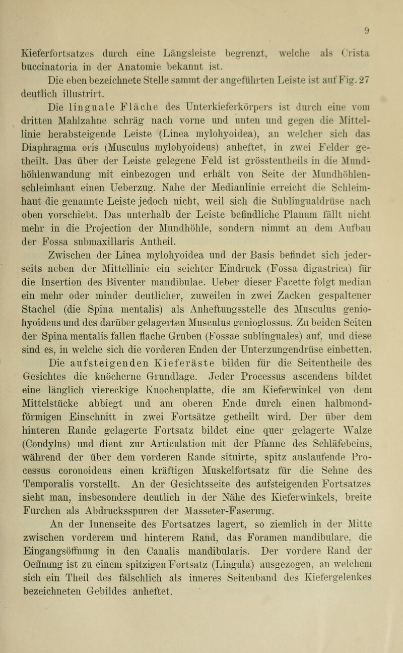 Kieferfortsatzes durch eine Längsleiste begrenzt, welche als Crista buccinatoria in der Anatomie bekannt ist. Die eben bezeichnete Stelle sammt der angeführten Leiste ist auf Fig. 27 deutlich illustrirt. Die linguale Fläche des Unterkieferkörpers ist durch eine vom dritten Mahlzahne schräg nach vorne und unten und gegen die Mittel- linie herabsteigende Leiste (Linea mylohyoidea), an welcher sich das Diaphragma oris (Musculus mylohyoideus) anheftet, in zwei Felder ge- theilt. Das über der Leiste gelegene Feld ist grösstenteils in die Mund- höhlenwandung mit einbezogen und erhält von Seite der Mundhöhlen- schleimhaut einen Ueberzug. Nahe der Medianlinie erreicht die Schleim- haut die genannte Leiste jedoch nicht, weil sich die Sublingualdrüse nach oben vorschiebt. Das unterhalb der Leiste befindliche Planum fällt nicht mehr in die Projection der Mundhöhle, sondern nimmt an dem Aufbau der Fossa submaxillaris Antheil. Zwischen der Linea mylohyoidea und der Basis befindet sich jeder- seits neben der Mittellinie ein seichter Eindruck (Fossa digastrica) für die Insertion des Biventer mandibulae. Ueber dieser Facette folgt median ein mehr oder minder deutlicher, zuweilen in zwei Zacken gespaltener Stachel (die Spina mentalis) als Anheftungsstelle des Musculus genio- hyoideus und des darüber gelagerten Musculus genioglossus. Zu beiden Seiten der Spina mentalis fallen flache Gruben (Fossae sublinguales) auf. und diese sind es, in welche sich die vorderen Enden der Unterzungendrüse einbetten. Die aufsteigenden Kiefer äste bilden für die Seitentheile des Gesichtes die knöcherne Grundlage. Jeder Processus ascendens bildet eine länglich viereckige Knochenplatte, die am Kieferwinkel von dem Mittelstücke abbiegt und am oberen Ende durch einen halbmond- förmigen Einschnitt in zwei Fortsätze getheilt wird. Der über dem hinteren Rande gelagerte Fortsatz bildet eine quer gelagerte 'SYalze (Condylus) und dient zur Articulation mit der Pfanne des Schläfebeins. während der über dem vorderen Rande situirte, spitz auslaufende Pro- cessus coronoideus einen kräftigen Muskelfortsatz für die Sehne des Temporaiis vorstellt. An der Gesichtsseite des aufsteigenden Fortsatzes sieht man, insbesondere deutlich in der Nähe des Kieferwinkels, breite Furchen als Abdrucksspuren der Masseter-Faserung. An der Innenseite des Fortsatzes lagert, so ziemlich in der Mitte zwischen vorderem und hinterem Rand, das Foramen mandibulare, die Eingangsöffnung in den Canalis mandibularis. Der vordere Rand der Oeffnung ist zu einem spitzigen Fortsatz (Lingula) ausgezogen, an welchem sich ein Theil des fälschlich als inneres Seitenband des Kiefergelenkes bezeichneten Gebildes anheftet.