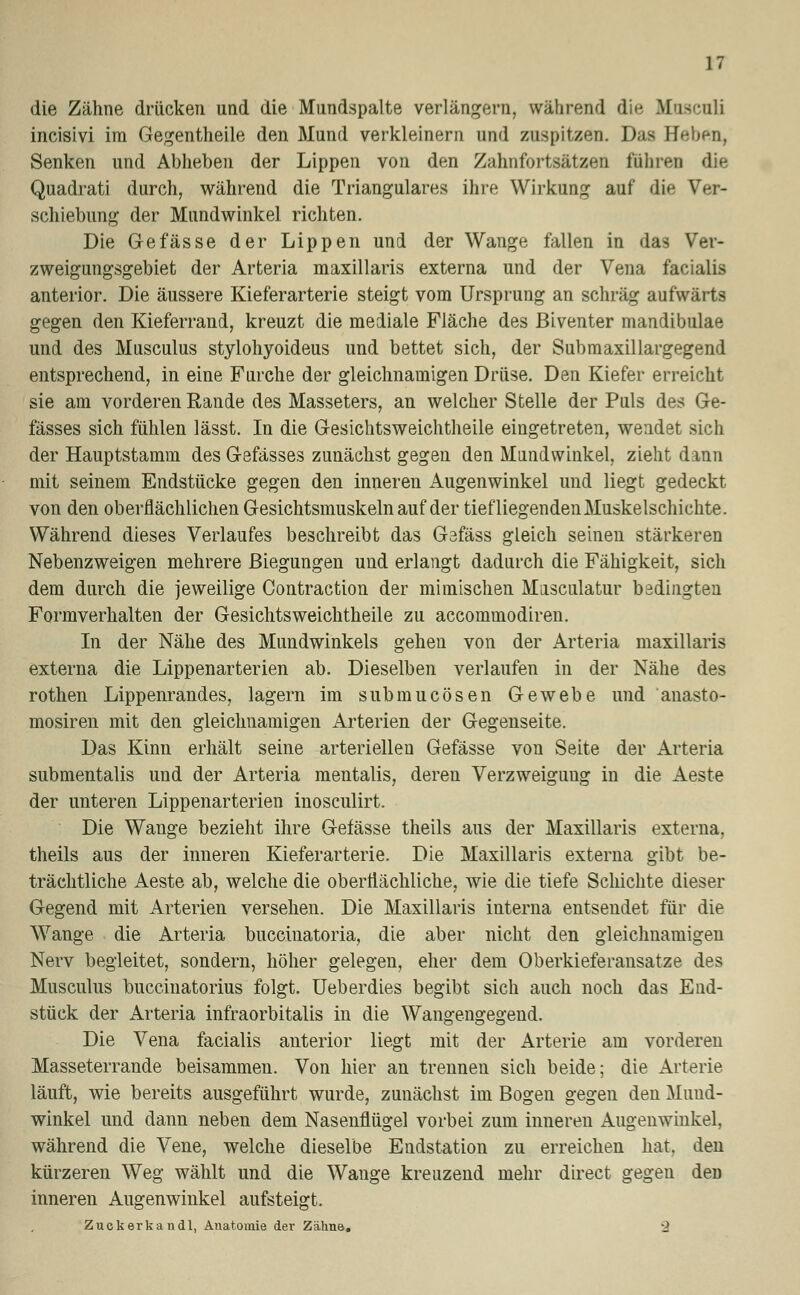 die Zähne drücken und die Mundspalte verlängern, während die Musculi incisivi im Gegentheile den Mund verkleinern und zuspitzen. Das Heben, Senken und Abheben der Lippen von den Zahnfortsätzen führen die Quadrati durch, während die Trianguläres ihre Wirkung auf die Ver- schiebung der Mundwinkel richten. Die Gefasse der Lippen und der Wange fallen in das Ver- zweigungsgebiet der Arteria maxillaris externa und der Vena facialis anterior. Die äussere Kieferarterie steigt vom Ursprung an schräg aufwärts gegen den Kieferrand, kreuzt die mediale Fläche des ßiventer mandibulae und des Musculus stylohyoideus und bettet sich, der Submaxillargegend entsprechend, in eine Furche der gleichnamigen Drüse. Den Kiefer erreicht sie am vorderen Rande des Masseters, an welcher Stelle der Puls des Ge- fässes sich fühlen lässt. In die Gesichtsweichtheile eingetreten, wendet sich der Hauptstamm des Gefässes zunächst gegen den Mundwinkel, zieht dann mit seinem Endstücke gegen den inneren Augenwinkel und liegt gedeckt von den oberflächlichen Gesichtsmuskeln auf der tiefliegenden Muskelschichte. Während dieses Verlaufes beschreibt das Gefäss gleich seinen stärkeren Nebenzweigen mehrere Biegungen und erlangt dadurch die Fähigkeit, sich dem durch die jeweilige Contraction der mimischen Musculatur bedingten Formverhalten der Gesichtsweichtheile zu accommodiren. In der Nähe des Mundwinkels gehen von der Arteria maxillaris externa die Lippenarterien ab. Dieselben verlaufen in der Nähe des rothen Lippenrandes, lagern im submucösen Gewebe und anasto- mosiren mit den gleichnamigen Arterien der Gegenseite. Das Kinn erhält seine arteriellen Gefässe von Seite der Arteria submentalis und der Arteria mentalis, deren Verzweigung in die Aeste der unteren Lippenarterien inosculirt. Die Wange bezieht ihre Gefässe theils aus der Maxillaris externa, theils aus der inneren Kieferarterie. Die Maxillaris externa gibt be- trächtliche Aeste ab, welche die oberflächliche, wie die tiefe Schichte dieser Gegend mit Arterien versehen. Die Maxillaris interna entsendet für die Wange die Arteria buccinatoria, die aber nicht den gleichnamigen Nerv begleitet, sondern, höher gelegen, eher dem Oberkieferansatze des Musculus buccinatorius folgt. Ueberdies begibt sich auch noch das End- stück der Arteria infraorbitalis in die Wangengegend. Die Vena facialis anterior liegt mit der Arterie am vorderen Masseterrande beisammen. Von hier an trennen sich beide; die Arterie läuft, wie bereits ausgeführt wurde, zunächst im Bogen gegen den Mund- winkel und dann neben dem Nasenflügel vorbei zum inneren Augenwinkel, während die Vene, welche dieselbe Endstation zu erreichen hat. den kürzeren Weg wählt und die Wange kreuzend mehr direct gegen den inneren Augenwinkel aufsteigt. Zuckerka ndl, Anatomie der Zähne. '2