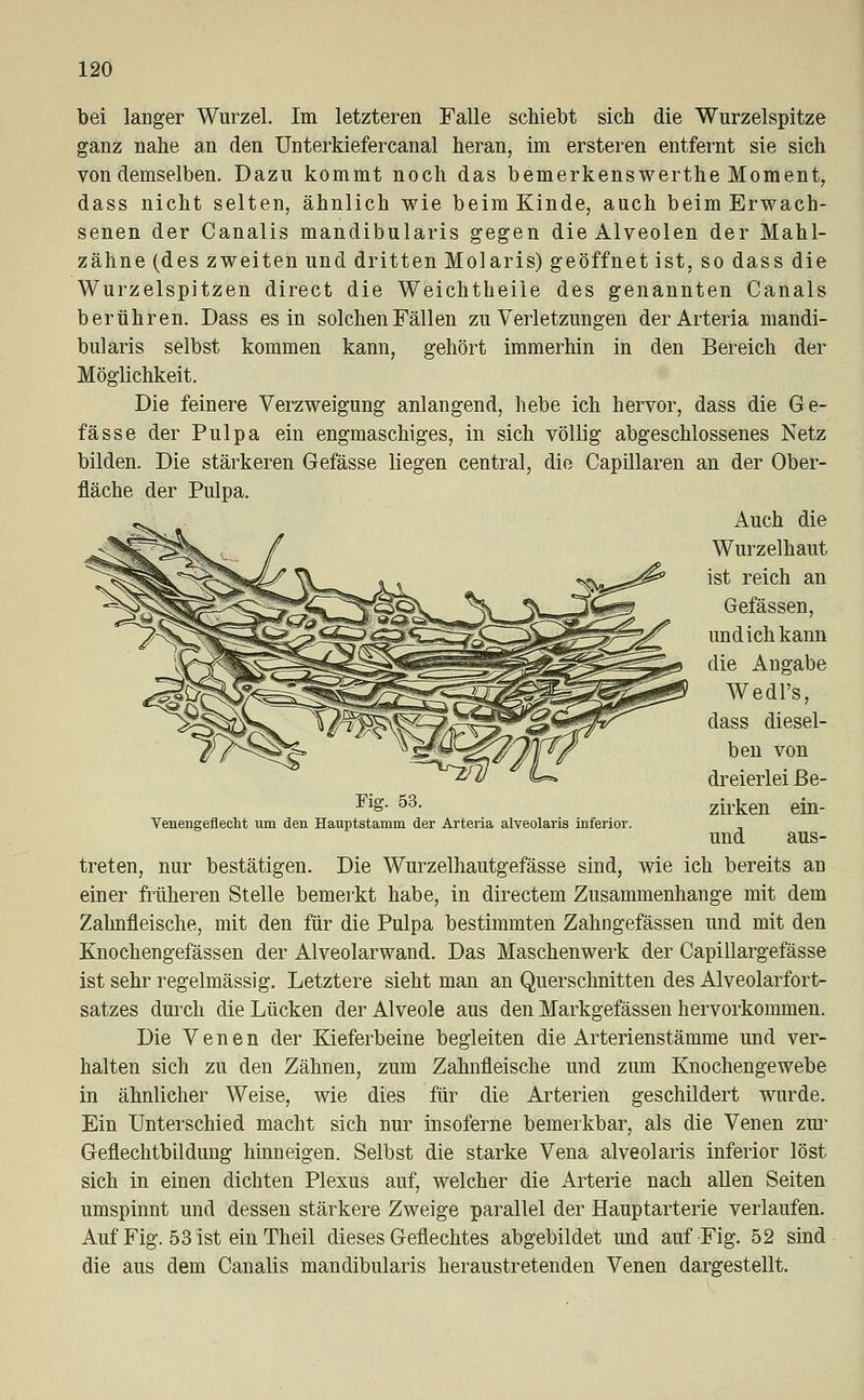 bei langer Wurzel. Im letzteren Falle schiebt sich die Wurzelspitze ganz nahe an den Unterkiefercanal heran, im ersteren entfernt sie sich von demselben. Dazu kommt noch das bemerkenswerthe Moment, dass nicht selten, ähnlich wie beim Kinde, auch beim Erwach- senen der Canalis mandibularis gegen die Alveolen der Mahl- zähne (des zweiten und dritten Molaris) geöffnet ist, so dass die Wurzelspitzen direct die Weichtheiie des genannten Canals berühren. Dass es in solchen Fällen zu Verletzungen der Arteria mandi- bularis selbst kommen kann, gehört immerhin in den Bereich der Möglichkeit. Die feinere Verzweigung anlangend, hebe ich hervor, dass die Ge- fässe der Pulpa ein engmaschiges, in sich völlig abgeschlossenes Netz bilden. Die stärkeren Gefässe liegen central, die Capillaren an der Ober- fläche der Pulpa. Auch die Wurzelhaut ist reich an Gefässen, und ich kann die Angabe Wedl's, dass diesel- ben von dreierlei ße- ^W^ Fig. 53. Venengefleeht um den Hauptstamm der Arteria alveolaris inferior. zirken ein- und aus- treten, nur bestätigen. Die Wurzelhautgefässe sind, wie ich bereits an einer früheren Stelle bemerkt habe, in directem Zusammenhange mit dem Zahnfleische, mit den für die Pulpa bestimmten Zahngefässen und mit den Knochengefässen der Alveolarwand. Das Maschenwerk der Capillargefässe ist sehr regelmässig. Letztere sieht man an Querschnitten des Alveolarfort- satzes durch die Lücken der Alveole aus den Markgefässen hervorkommen. Die Venen der Kieferbeine begleiten die Arterienstämme und ver- halten sich zu den Zähnen, zum Zahnfleische und zum Knochengewebe in ähnlicher Weise, wie dies für die Arterien geschildert wurde. Ein Unterschied macht sich nur insoferne bemerkbar, als die Venen zur Geflechtbildung hinneigen. Selbst die starke Vena alveolaris inferior löst sich in einen dichten Plexus auf, welcher die Arterie nach allen Seiten umspinnt und dessen stärkere Zweige parallel der Hauptarterie verlaufen. Auf Fig. 53 ist ein Theil dieses Geflechtes abgebildet und auf Fig. 52 sind die aus dem Canalis mandibularis heraustretenden Venen dargestellt.