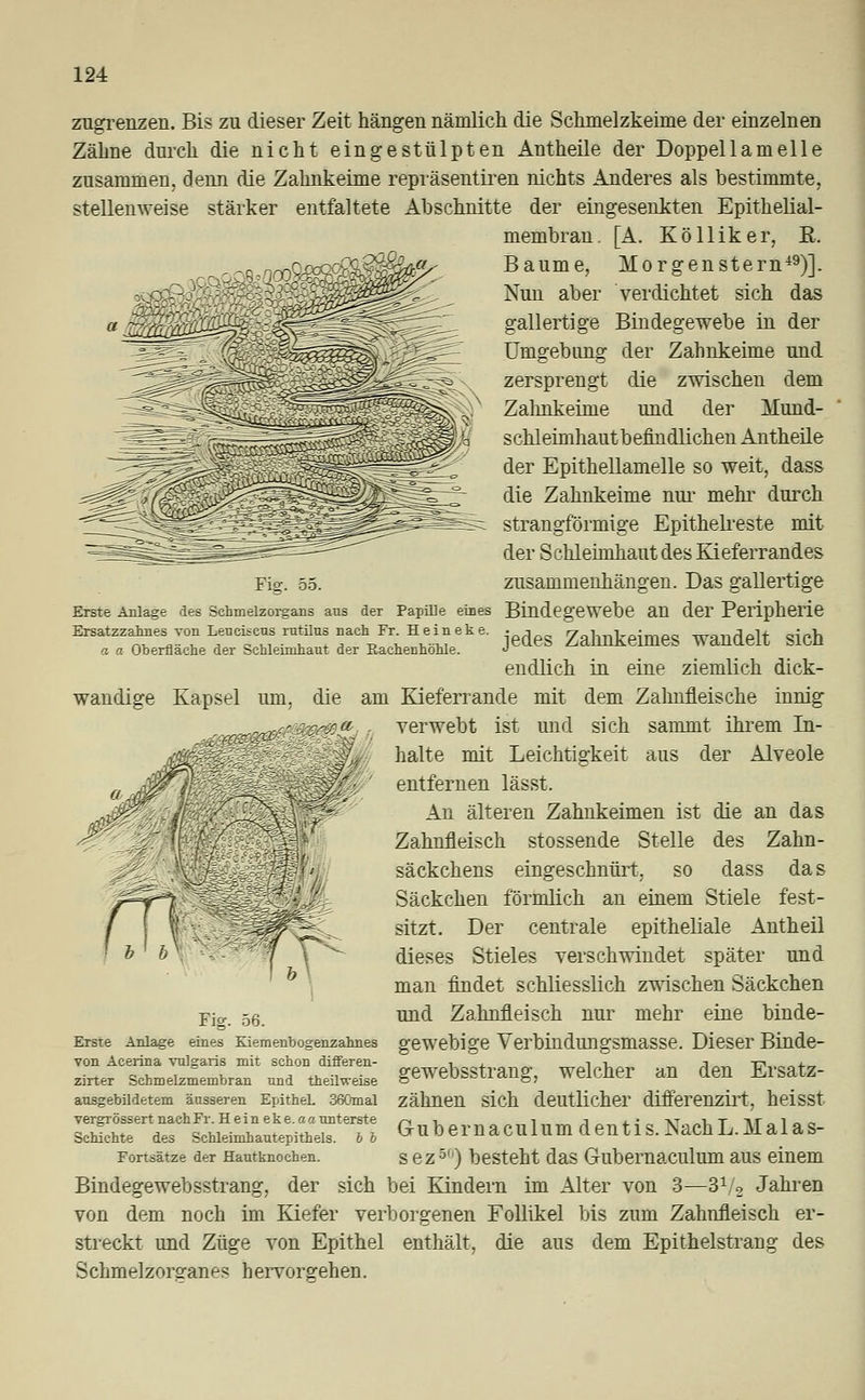 zugrenzen. Bis zu dieser Zeit hängen nämlich die Schmelzkeime der einzelnen Zähne durch die nicht eingestülpten Antheile der Doppellamelle zusammen, denn die Zahnkeime repräsentiren nichts Anderes als bestimmte, stellenweise stärker entfaltete Abschnitte der eingesenkten Epithelial- membran. [A. Kölliker, K. ÄS wandige Kapsel um, Baume, Morgenstern49)]. Nun aber verdichtet sich das gallertige Bindegewebe in der Umgebung der Zahnkeime und zersprengt die zwischen dem Zahnkeinie und der Mund- schleimhautbefindlichen Antheile der Epithellamelle so weit, dass die Zahnkeime nur mehr durch strangförmige Epithelreste mit der Schleimhaut des Kieferrandes Fig. 55. zusammenhängen. Das gallertige Erste Anlage des Schmelzorgans ans der Papille eines Bindegewebe an der Peripherie ErsatzzataesyonLeuei,cusrutüusnachFr^Heineke. . fl ZahükeimeS Wandelt sich a a Oberfläche der Schleimhant der Rachenhohle. J endlich in eine ziemlich dick- die am Kieferrande mit dem Zahnfleische innig verwebt ist und sich sammt ihrem In- halte mit Leichtigkeit aus der Alveole entfernen lässt. An älteren Zahnkeimen ist die an das Zahnfleisch stossende Stelle des Zahn- säckchens eingeschnürt, so dass das Säckchen förmlich an einem Stiele fest- sitzt. Der centrale epitheliale Antheil dieses Stieles verschwindet später und man findet schliesslich zwischen Säckchen und Zahnfleisch nur mehr eine binde- gewebige Verbindungsmasse. Dieser Binde- gewebsstrang, welcher an den Ersatz- zähnen sich deutlicher differenzirt, heisst Gubernaculum dentis. Nach L.Mal as- sez50) besteht das Gubernaculum aus einem Bindegewebsstrang, der sich bei Kindern im Alter von 3—31/2 Jahren von dem noch im Kiefer verborgenen Follikel bis zum Zahnfleisch er- streckt und Züge von Epithel enthält, die aus dem Epithelstrang des Schmelzorganes hervorgehen. Fig. 56. Erste Anlage eines Kiemenbogenzahnes von Acerina vulgaris mit schon differen- zirter Schmelzmembran und theihceise ausgebildetem äusseren Epithel. 360mal vergrössert nach Fr. Hein eke. a« unterste Schichte des Schleimhautepithels, b b Fortsätze der Hautknochen.