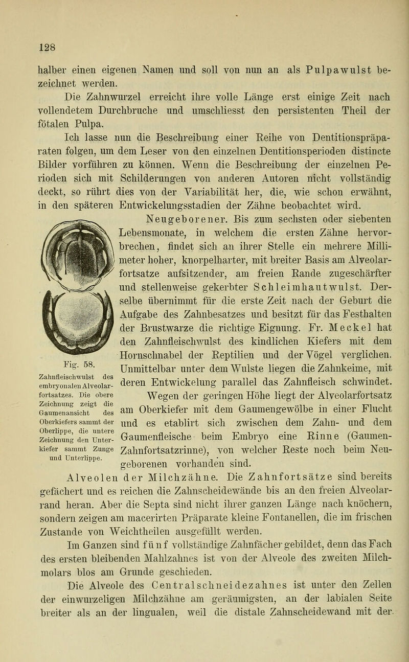 halber einen eigenen Namen und soll von nun an als Pulpawulst be- zeichnet werden. Die Zahnwurzel erreicht ihre volle Länge erst einige Zeit nach vollendetem Durchbruche und umschliesst den persistenten Theil der fötalen Pulpa. Ich lasse nun die Beschreibung einer Reihe von Dentitionspräpa- raten folgen, um dem Leser von den einzelnen Dentitionsperioden distincte Bilder vorführen zu können. Wenn die Beschreibung der einzelnen Pe- rioden sich mit Schilderungen von anderen Autoren nicht vollständig deckt, so rührt dies von der Variabilität her, die, wie schon erwähnt, in den späteren Entwickelungsstadien der Zähne beobachtet wird. Neugeborener. Bis zum sechsten oder siebenten Lebensmonate, in welchem die ersten Zähne hervor- brechen, findet sich an ihrer Stelle ein mehrere Milli- meter hoher, knorpelharter, mit breiter Basis am xilveolar- fortsatze aufsitzender, am freien Bande zugeschärfter und stellenweise gekerbter Schleimhautwulst. Der- selbe übernimmt für die erste Zeit nach der Geburt die Aufgabe des Zahnbesatzes und besitzt für das Festhalten der Brustwarze die richtige Eignung. Fr. Meckel hat den Zahnfleischwulst des kindlichen Kiefers mit dem Hornschnabel der Beptilien und der Vögel verglichen. Fig. 58. Unmittelbar unter dem Wulste liegen die Zahnkeime, mit embryonaielliveoiar- deren Entwicklung parallel das Zahnfleisch schwindet. fortsatzes. Die obere Wegen der geringen Höhe liegt der Alveolarfortsatz GaumenansichT* des am Oberkiefer mit dem Gaumengewölbe in einer Flucht Oberkiefers sammt der im^ es etablirt sich zwischen dem Zahn- und dem Oberlippe, die untere _ „ . , , . -,-, , . -,->. /r, Zeichnung den unter- Gaumenfleische beim Embryo eine Rinne (Gaumen- kiefer sammt Zunge Zahnfortsatzrinne), von welcher Reste noch beim Neu- und Unterlinpe. , •, t ' • ^ geborenen vorhanden sind. Alveolen der Milchzähne. Die Zahnfortsätze sind bereits gefächert und es reichen die Zahnscheidewände bis an den freien Alveolar- rand heran. Aber die Septa sind nicht ihrer ganzen Länge nach knöchern, sondern zeigen am macerirten Präparate kleine Fontanellen, die im frischen Zustande von Weichtheilen ausgefüllt werden. Im Ganzen sind fünf vollständige Zahnfächer gebildet, denn das Fach des ersten bleibenden Mahlzahnes ist von der Alveole des zweiten Milch- molars blos am Grunde geschieden. Die Alveole des Centralschneidezahnes ist unter den Zellen der einwurzeligen Milchzähne am geräumigsten, an der labialen Seite breiter als an der lingualen, weil die distale Zahnscheidewand mit der.