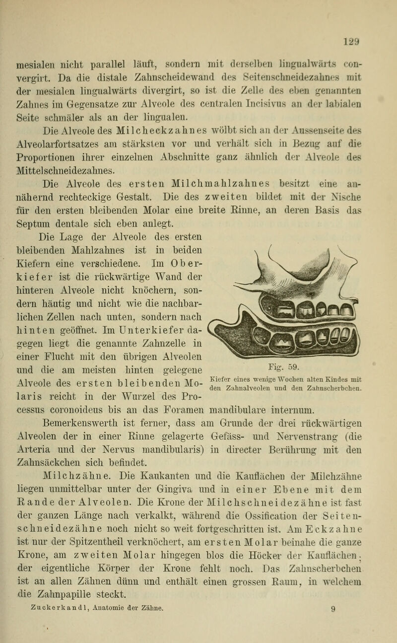 mesialen nicht parallel läuft, sondern mit derselben lingualwärta con- vergirt. Da die distale Zahnscheidewand des Seitenscnneidezahnes mit der mesialen lingualwärts divergirt, so ist die Zelle t\>'< eben 'genannten Zahnes im Gegensatze zur Alveole des centralen Incisivua an der labialen Seite schmäler als an der lingualen. Die Alveole des Milcheckzahnes wölbt sich an der Anssesseite des Alveolarfortsatzes am stärksten vor und verhält sich in Bezug auf die Proportionen ihrer einzelnen Abschnitte ganz ähnlich der Alveole des Mittelschneidezahnes. Die Alveole des ersten Milchmahlzahnes besitzt eine an- nähernd rechteckige Gestalt. Die des zweiten bildet mit der Nische für den ersten bleibenden Molar eine breite Rinne, an deren Basis das Septum dentale sich eben anlegt. Die Lage der Alveole des ersten bleibenden Mahlzahnes ist in beiden Kiefern eine verschiedene. Im Ober- kiefer ist die rückwärtige Wand der hinteren Alveole nicht knöchern, son- dern häutig und nicht wie die nachbar- lichen Zellen nach unten, sondern nach hinten geöffnet. Im Unterkiefer da- gegen liegt die genannte Zahnzelle in einer Flucht mit den übrigen Alveolen und die am meisten hinten gelegene Alveole des ersten bleibenden Mo- laris reicht in der Wurzel des Pro- cessus coronoideus bis an das Foramen mandibulare internum. Bemerkenswerth ist ferner, dass am Grunde der drei rückwärtigen Alveolen der in einer Rinne gelagerte Gefäss- und Nervenstrang (die Arteria und der Nervus mandibularis) in directer Berührung mit den Zahnsäckchen sich befindet. Milchzähne. Die Kaukanten und die Kauflächeu der Milchzähne liegen unmittelbar unter der Gingiva und in einer Ebene mit dem Rande der Alveolen. Die Krone der Milchschneidezähne ist fast der ganzen Länge nach verkalkt, während die Ossifikation der Seiten- schneidezähne noch nicht so weit fortgeschritten ist. Am Eckzahne ist nur der Spitzentheil verknöchert, am ersten Molar beinahe die ganze Krone, am zweiten Molar hingegen blos die Höcker der Kauflächen : der eigentliche Körper der Krone fehlt noch. Das Zalmselierbclien ist an allen Zähnen dünn und enthält einen grossen Raum, in welchem die Zahnpapille steckt. Zuekerkandl, Anatomie der Zälme. 9 Fig. 59. Kiefer eines wenige Wochen alten Kindes mit den Zahnalveolen nnd den Zannschevbchen.
