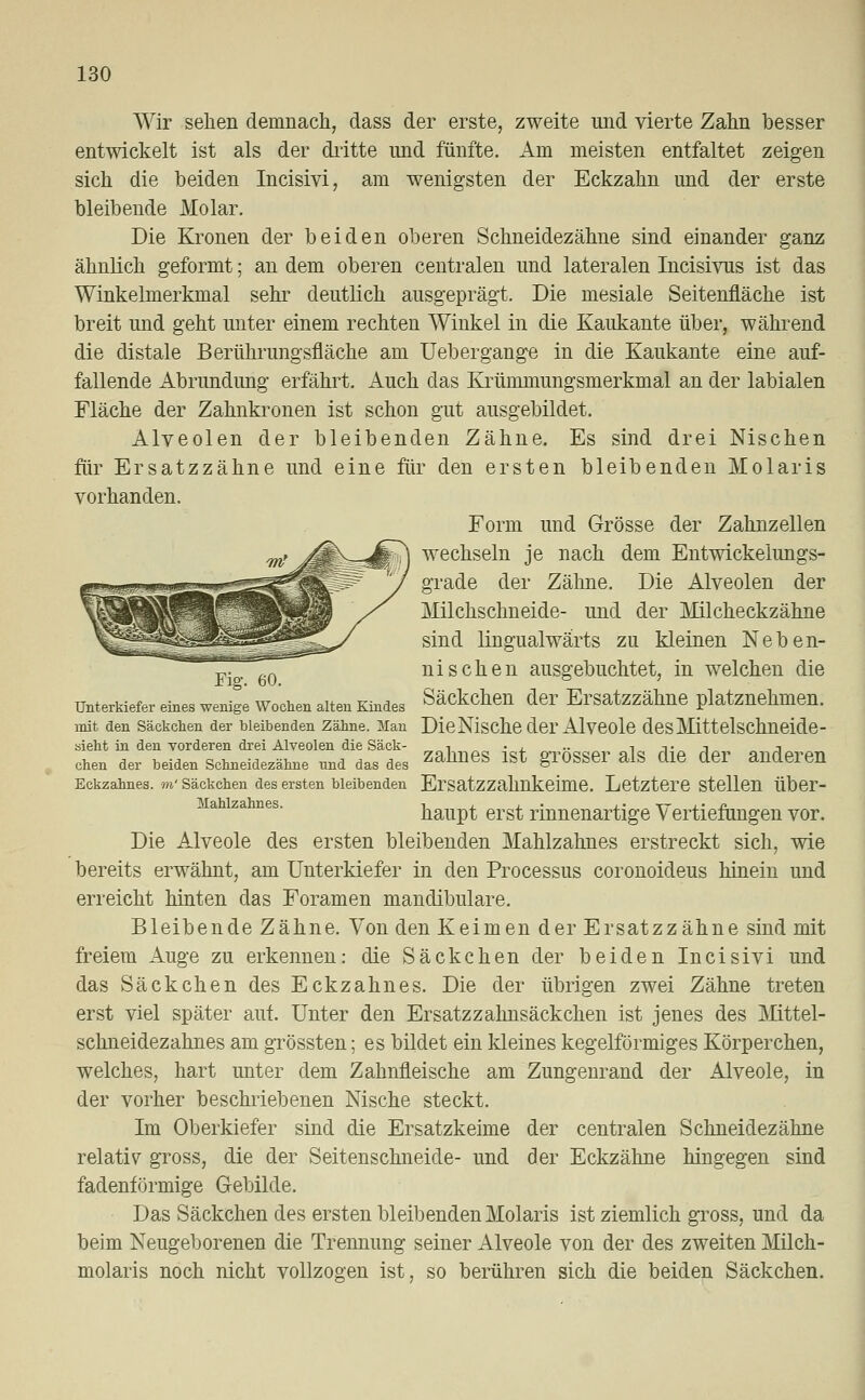 Wir sehen demnach, dass der erste, zweite und vierte Zahn besser entwickelt ist als der dritte und fünfte. Am meisten entfaltet zeigen sich die beiden Incisivi, am wenigsten der Eckzahn und der erste bleibende Molar. Die Kronen der beiden oberen Schneidezähne sind einander ganz ähnlich geformt; an dem oberen centralen und lateralen Incisivus ist das Winkelmerkmal sehr deutlich ausgeprägt. Die mesiale Seitenfläche ist breit und geht unter einem rechten Winkel in die Kaukante über, während die distale Berührungsfläche am Uebergange in die Kaukante eine auf- fallende Abrundung erfährt. Auch das Krümmungsmerkmal an der labialen Fläche der Zahnkronen ist schon gut ausgebildet. Alveolen der bleibenden Zähne. Es sind drei Nischen für Ersatzzähne und eine für den ersten bleibenden Molaris vorhanden. Form und Grösse der Zahnzellen wechseln je nach dem Entwickeiungs- grade der Zähne. Die Alveolen der Milchschneide- und der Milcheckzähne sind lingual wärts zu kleinen Neben- nischen ausgebuchtet, in welchen die Fig. 60. ° ' Unterkiefer eines wenige Wochen alten Kindes Säckchen der Ersatzzähne platznehmen, mit den Säckchen der bleibenden Zähne. Man DieNische der Alveole desMittelschneide- sieht in den vorderen drei Alveolen die Sack- -, • , i i • i j chen der beiden Schneidezähne nnd das des ZahüeS lst 8T0SSer als die der anderen Eckzahnes, m' säckchen des ersten bleibenden Ersatzzahnkeime. Letztere stellen über- haupt erst rinnenartige Vertiefungen vor. Die Alveole des ersten bleibenden Mahlzahnes erstreckt sich, wie bereits erwähnt, am Unterkiefer in den Processus coronoideus hinein und erreicht hinten das Foramen mandibulare. Bleibende Zähne. Von den Keimen der Ersatzzähne sind mit freiem Auge zu erkennen: die Säckchen der beiden Incisivi und das Säckchen des Eckzahnes. Die der übrigen zwei Zähne treten erst viel später auf. Unter den Ersatzzahnsäckchen ist jenes des Mittel- schneidezahnes am grössten; es bildet ein kleines kegelförmiges Körperchen, welches, hart unter dem Zahnfleische am Zungenrand der Alveole, in der vorher beschriebenen Nische steckt. Im Oberkiefer sind die Ersatzkeime der centralen Schneidezähne relativ gross, die der Seitenschneide- und der Eckzähne hingegen sind fadenförmige Gebilde. Das Säckchen des ersten bleibenden Molaris ist ziemlich gross, und da beim Neugeborenen die Trennung seiner Alveole von der des zweiten Milch- molaris noch nicht vollzogen ist, so berühren sich die beiden Säckchen.