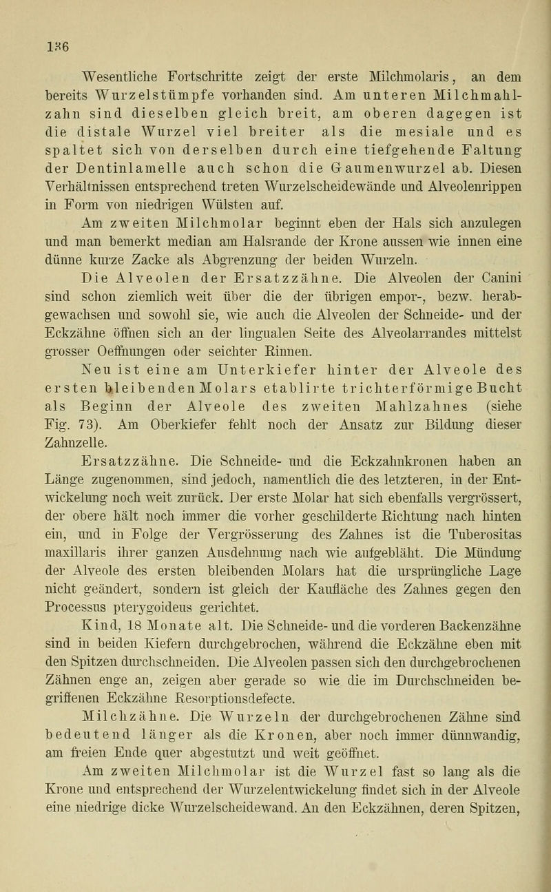 1H6 Wesentliche Fortschritte zeigt der erste Milchmolaris, an dem bereits Wurzelstümpfe vorhanden sind. Am unteren Milchmahl- zahn sind dieselben gleich breit, am oberen dagegen ist die distale Wurzel viel breiter als die mesiale und es spaltet sich von derselben durch eine tiefgehende Faltung der Dentinlamelle auch schon die Gaumenwurzel ab. Diesen Verhältnissen entsprechend treten Wurzelscheidewände und Alveolenrippen in Form von niedrigen Wülsten auf. Am zweiten Milchmolar beginnt eben der Hals sich anzulegen und man bemerkt median am Halsrande der Krone aussen wie innen eine dünne kurze Zacke als Abgrenzung der beiden Wurzeln. Die Alveolen der Ersatzzähne. Die Alveolen der Canini sind schon ziemlich weit über die der übrigen empor-, bezw. herab- gewachsen und sowohl sie, wie auch die Alveolen der Schneide- und der Eckzähne öffnen sich an der lingualen Seite des Alveolarrandes mittelst grosser Oeffnungen oder seichter Rinnen. Neu ist eine am Unterkiefer hinter der Alveole des ersten bleibenden Molars etablirte trichterförmige Bucht als Beginn der Alveole des zweiten Mahlzahnes (siehe Fig. 73). Am Oberkiefer fehlt noch der Ansatz zur Bildung dieser Zahnzelle. Ersatzzähne. Die Schneide- und die Eckzahnkronen haben an Länge zugenommen, sind jedoch, namentlich die des letzteren, in der Ent- wickelung noch weit zurück. Der erste Molar hat sich ebenfalls vergrössert, der obere hält noch immer die vorher geschilderte Eichtung nach hinten ein, und in Folge der Vergrösserung des Zahnes ist die Tuberositas maxillaris ihrer ganzen Ausdehnung nach wie aufgebläht. Die Mündung der Alveole des ersten bleibenden Molars hat die ursprüngliche Lage nicht geändert, sondern ist gleich der Kaufläche des Zahnes gegen den Processus pterygoideus gerichtet. Kind, 18 Monate alt. Die Schneide-und die vorderen Backenzähne sind in beiden Kiefern durchgebrochen, während die Eckzähne eben mit den Spitzen durchschneiden. Die Alveolen passen sich den durchgebrochenen Zähnen enge an, zeigen aber gerade so wie die im Durchschneiden be- griffenen Eckzähne Resorptionsdefecte. Milchzähne. Die Wurzeln der durchgebrochenen Zähne sind bedeutend länger als die Kronen, aber noch immer dünnwandig, am freien Ende quer abgestutzt und weit geöffnet. Am zweiten Milchmolar ist die Wurzel fast so lang als die Krone und entsprechend der Wurzelentwickelung findet sich in der Alveole eine niedrige dicke Wurzelscheidewand. An den Eckzähnen, deren Spitzen,