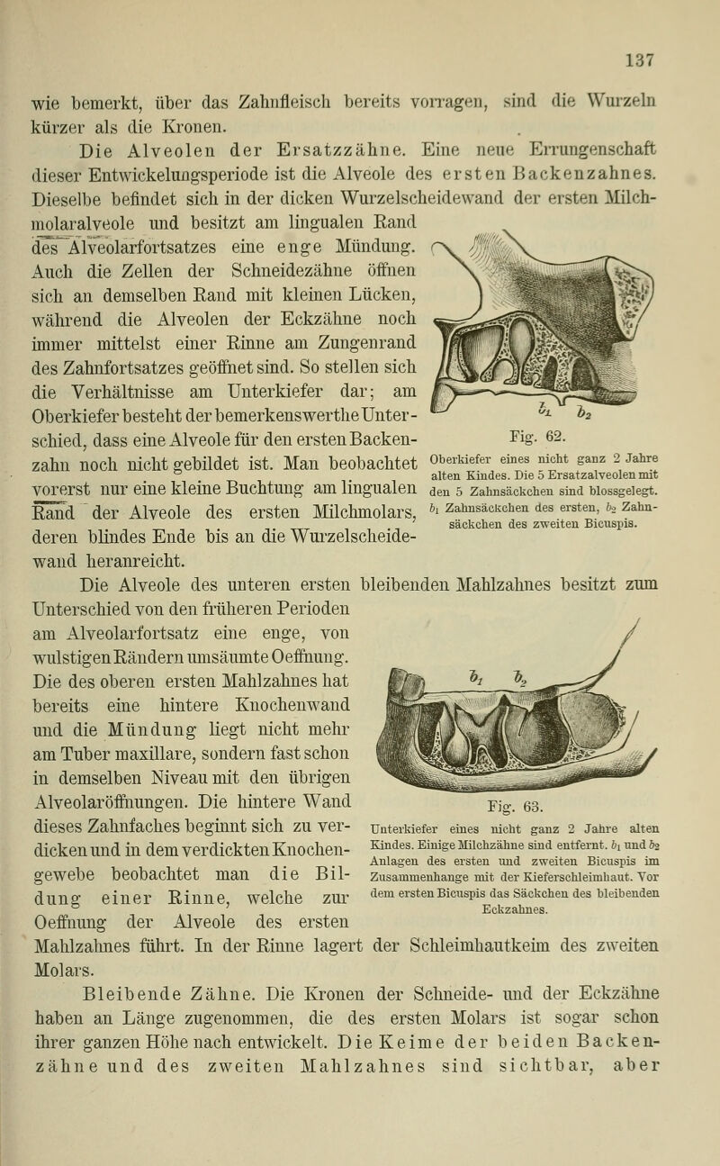 wie bemerkt, über das Zahnfleisch bereits vorragen, sind die Wurzeln kürzer als die Kronen. Die Alveolen der Ersatzzähne. Eine neue Errungenschaft dieser Entwickelungsperiode ist die Alveole des ersten Backenzahnes. Dieselbe befindet sich in der dicken Wurzelscheidewand der ersten Milch- molaralveole und besitzt am lingualen Rand deTAlveolarfortsatzes eine enge Mündung. Auch die Zellen der Schneidezähne öffnen sich an demselben Rand mit kleinen Lücken, während die Alveolen der Eckzähne noch immer mittelst einer Rinne am Zungenrand des Zahnfortsatzes geöffnet sind. So stellen sich die Verhältnisse am Unterkiefer dar; am Oberkiefer besteht der bemerkenswertheUnter- schied, dass eine Alveole für den ersten Backen- Fisr. 62. Zahll nOCh nicht gebildet ist. Man beobachtet Oberkiefer eines nicht ganz 2 Jahre alten Kindes. Die 5 Ersatzalveolenmit vorerst nur eine kleine Buchtung am lingualen den 5 Zaimsäckchen sind biossgeiegt. Rand  der Alveole des ersten Milchmolars, 6' zaimsäckchen des ersten, h zahn- säckchen des zweiten Bicnspis. deren blindes Ende bis an die Wurzelscheide- wand heranreicht. Die Alveole des unteren ersten bleibenden Mahlzahnes besitzt zum Unterschied von den früheren Perioden am Alveolarfortsatz eine enge, von wulstigen Rändern umsäumte Oeffnung. Die des oberen ersten Mahlzahnes hat bereits eine hintere Knochenwand und die Mündung liegt nicht mehr am Tuber maxillare, sondern fast schon in demselben Niveau mit den übrigen Alveolaröffhungen. Die hintere Wand dieses Zahnfaches beginnt sich zu ver- dicken und in dem verdickten Knochen- gewebe beobachtet man die Bil- dung einer Rinne, welche zur Oeffnung der Alveole des ersten Mahlzahnes führt. In der Rinne lagert der Schleimhautkeim des zweiten Molars. Bleibende Zähne. Die Kronen der Schneide- und der Eckzähne haben an Länge zugenommen, die des ersten Molars ist sogar schon ihrer ganzen Höhe nach entwickelt. DieKeime der beiden Backen- zähne und des zweiten Mahlzahnes sind sichtbar, aber Fig. 63. Unterkiefer eines nicht ganz 2 Jahre alten Kindes. Einige Milchzähne sind entfernt. &i undfe Anlagen des ersten und zweiten Bicuspis im Zusammenhange mit der Kieferschleimhaut. Vor dem ersten Bicuspis das Säckchen des bleibenden Eckzahnes.