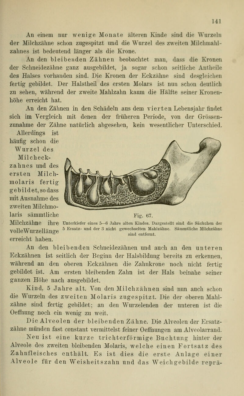 An einem nur wenige Monate älteren Kinde sind die Wurzeln der Milchzähne schon zugespitzt und die Wurzel des zweiten Milchmahl- zahnes ist bedeutend länger als die Krone. An den bleibenden Zähnen beobachtet man, dass die Kronen der Schneidezähne ganz ausgebildet, ja sogar schon seitliche Antheile des Halses vorhanden sind. Die Kronen der Eckzähne sind desgleichen fertig gebildet. Der Halstheil des ersten Molars ist nun schon deutlich zu sehen, während der zweite Mahlzalm kaum die Hälfte seiner Kronen- höhe erreicht hat. An den Zähnen in den Schädeln aus dem vierten Lebensjahr findet sich im Vergleich mit denen der früheren Periode, von der Grössen- zunahme der Zähne natürlich abgesehen, kein wesentlicher Unterschied. Allerdings ist häufig schon die Wurzel des Milcheck- zahnes und des ersten Milch- molaris fertig gebildet, so dass mit Ausnahme des zweiten Milchmo- laris sämmtliche Fig. 67. Milchzähne ihre Unterkiefer eines 5—6 Jahre alten Kindes. Dargestellt sind die Säehchen der vnllpWnvzpll äncrp ^ Ersatz- und der 3 nicht gewechselten Mahlzähne. Sämmtliche Milchzähne ® sind entfernt. erreicht haben. An den bleibenden Schneidezähnen und auch an den unteren Eckzähnen ist seitlich der Beginn der Halsbildung bereits zu erkennen, während an den oberen Eckzähnen die Zahnkrone noch nicht fertig- gebildet ist. Am ersten bleibenden Zahn ist der Hals beinahe seiner ganzen Höhe nach ausgebildet. Kind, 5 Jahre alt. Von den Milchzähnen sind nun auch schon die Wurzeln des zweiten Molaris zugespitzt. Die der oberen Mahl- zähne sind fertig gebildet; an den Wurzelenden der unteren ist die Oeffnung noch ein wenig zu weit. Die Alveolen der bleibenden Zähne. Die Alveolen der Ersatz- zähne münden fast constant vermittelst feiner Oeffnungen am Alveolarrand. Neu ist eine kurze trichterförmige Buchtung hinter der Alveole des zweiten bleibenden Molaris, welche einen Fortsatz des Zahnfleisches enthält. Es ist dies die erste Anlage einer Alveole für den Weisheitszahn und das Weichgebilde reprä-