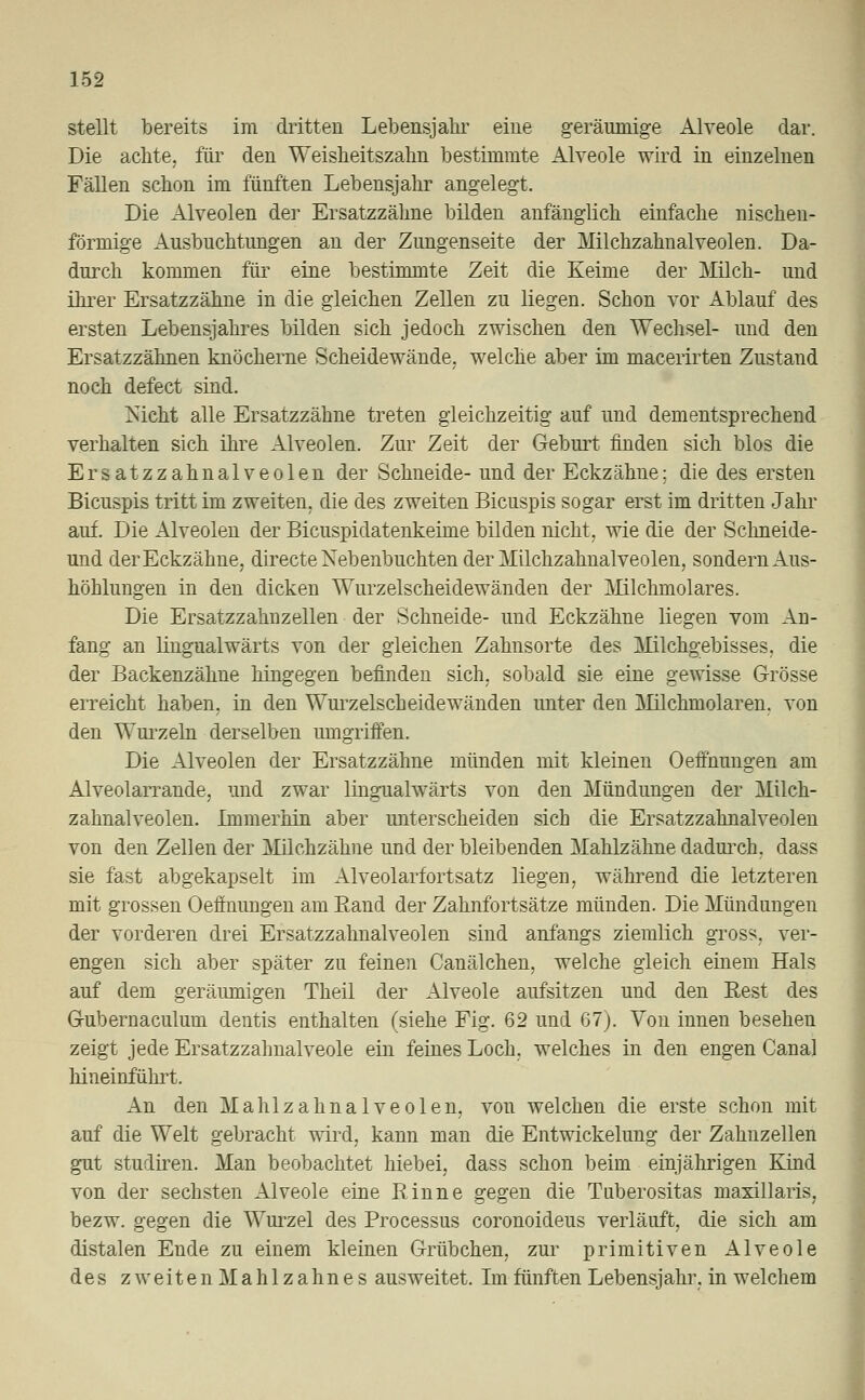 stellt bereits im dritten Lebensjahr eine geräumige Alveole dar. Die achte, für den Weisheitszahn bestimmte Alveole wird in einzelnen Fällen schon im fünften Lebensjahr angelegt. Die Alveolen der Ersatzzähne bilden anfänglich einfache nischen- förmige Ausbuchtungen an der Zungenseite der Milchzahnalveolen. Da- durch kommen für eine bestimmte Zeit die Keime der Milch- und ihrer Ersatzzähne in die gleichen Zellen zu liegen. Schon vor Ablauf des ersten Lebensjahres bilden sich jedoch zwischen den Wechsel- und den Ersatzzähnen knöcherne Scheidewände, welche aber im macerirten Zustand noch defect sind. Nicht alle Ersatzzähne treten gleichzeitig auf und dementsprechend verhalten sich ihre Alveolen. Zur Zeit der Geburt finden sich blos die Ersatzzahnalveolen der Schneide- und der Eckzähne; die des ersten Bicuspis tritt im zweiten, die des zweiten Bicuspis sogar erst im dritten Jahr auf. Die Alveolen der Bicuspidatenkeime bilden nicht, wie die der Schneide- und der Eckzähne, directe Nebenbuchten der Milchzahnalveolen, sondern Aus- höhlungen in den dicken Wurzelscheidewänden der Milchmolares. Die Ersatzzahnzellen der Schneide- und Eckzähne liegen vom An- fang an lingualwärts von der gleichen Zahnsorte des Milchgebisses, die der Backenzähne hingegen befinden sich, sobald sie eine gewisse Grösse erreicht haben, in den Wurzelscheidewänden unter den Milchinolaren. von den Wurzeln derselben umgriffen. Die Alveolen der Ersatzzähne münden mit kleinen Oeffnungen am Alveolarrande, und zwar lingualwärts von den Mündungen der Milch- zahnalveolen. Immerhin aber unterscheiden sich die Ersatzzahnalveolen von den Zellen der Milchzähne und der bleibenden Mahlzähne dadurch, dass sie fast abgekapselt im Alveolarfortsatz liegen, während die letzteren mit grossen Oeffnungen am Band der Zahnfortsätze münden. Die Mündungen der vorderen drei Ersatzzahnalveolen sind anfangs ziemlich gross, ver- engen sich aber später zu feinen Canälchen, welche gleich einem Hals auf dem geräumigen Theil der Alveole aufsitzen und den B-est des Gubernaculum dentis enthalten (siehe Fig. 62 und 67). Von innen besehen zeigt jede Ersatzzahnalveole ein feines Loch, welches in den engen Canal hineinfuhrt. An den Mahlzahnalveolen, von welchen die erste schon mit auf die Welt gebracht wird, kann man die Entwickelung der Zahnzellen gut studiren. Man beobachtet hiebei, dass schon beim einjährigen Kind von der sechsten Alveole eine Rinne gegen die Tuberositas maxillaris, bezw. gegen die Wurzel des Processus coronoideus verläuft, die sich am distalen Ende zu einem kleinen Grübchen, zur primitiven Alveole des zweiten Mahlzahnes ausweitet. Im fünften Lebensjahr, in welchem