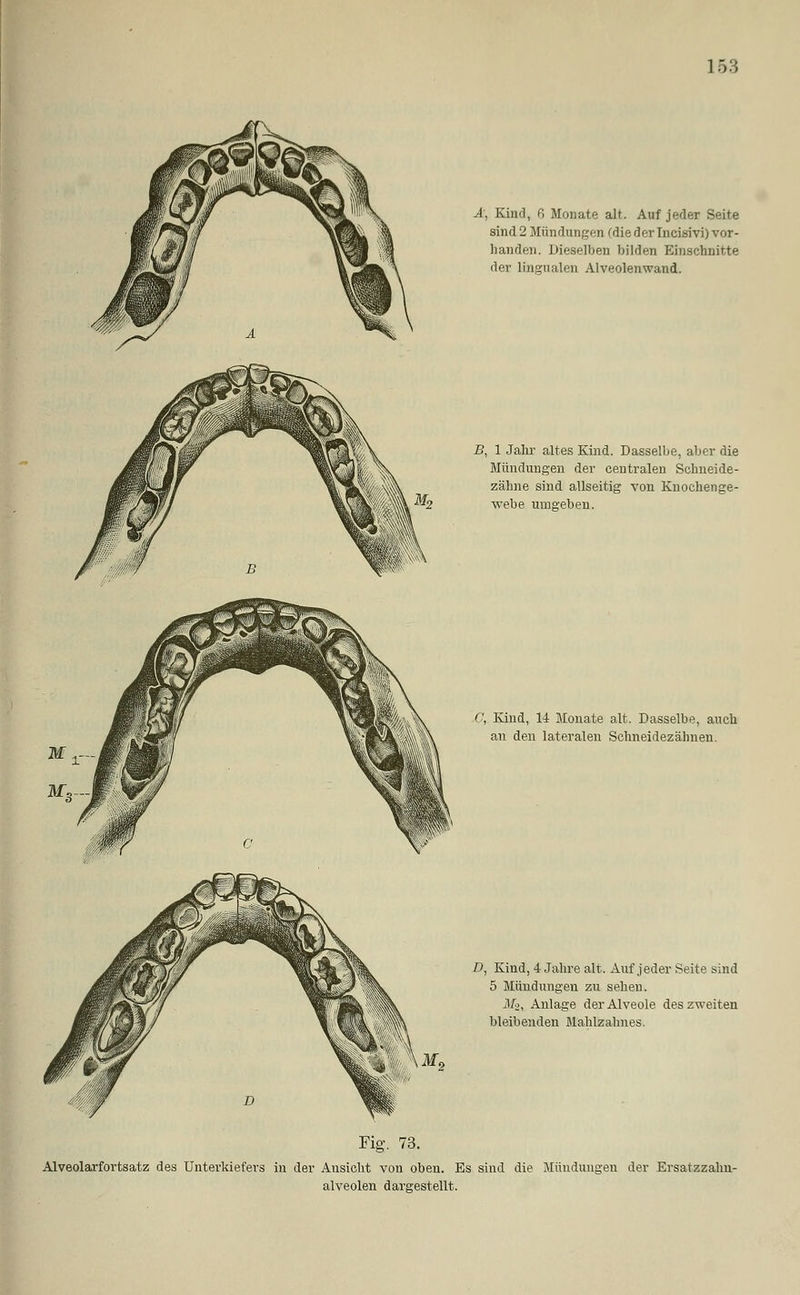 Ä, Kind, ß Monate alt. Auf jeder Seite sind 2 Mündungen (die der Incisivi) vor- handen. Dieselben bilden Einschnitte der lingualen Alveolenwand. B, 1 Jahr altes Kind. Dasselbe, aber die Mündungen der centralen Schneide- zähne sind allseitig von Knochenge- webe umgeben. C, Kind, 14 Monate alt. Dasselbe, auch an den lateralen Schneidezähnen. D, Kind, 4 Jahre alt. Auf jeder Seite sind 5 Mündungen zu sehen. M%, Anlage der Alveole des zweiten bleibenden Mahlzahnes. Fig. 73. Alveolarfortsatz des Unterkiefers in der Ansicht von oben. Es sind die Mündungen der Ersatzzahn- alveolen dargestellt.