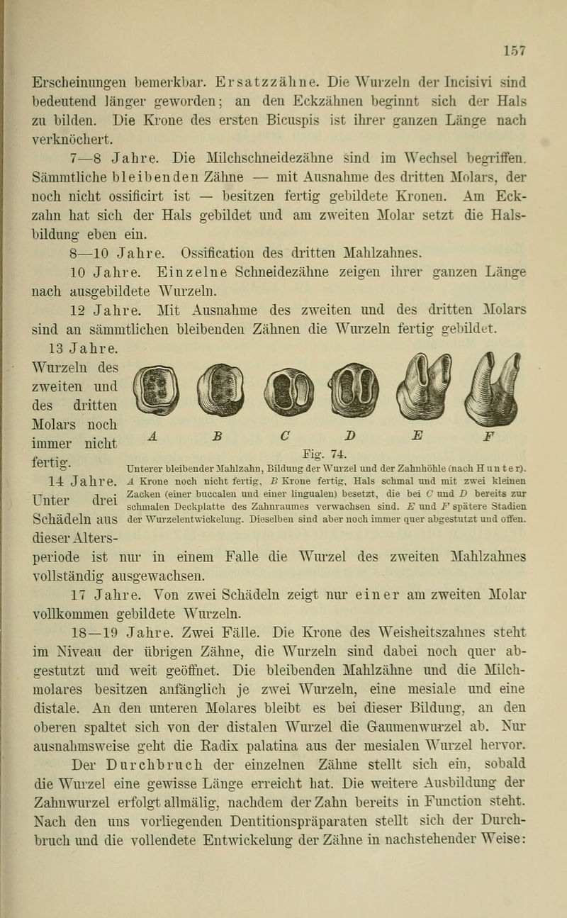 Erscheinungen bemerkbar. Ersatzzähne. Die Wurzeln der Jncisivi sind bedeutend länger geworden; an den Eckzähnen beginnt sich der Hals zu bilden. Die Krone des ersten Bicuspis ist ihrer ganzen Länge nach verknöchert. 7—8 Jahre. Die Milchschneidezähne sind im Wechsel begriffen. Sämmtliche bleibenden Zähne — mit Ausnahme des dritten Molars, der noch nicht ossificirt ist — besitzen fertig gebildete Kronen. Am Eck- zahn hat sich der Hals gebildet und am zweiten Molar setzt die Hals- bildung eben ein. 8—10 Jahre. Ossifikation des dritten Mahlzahnes. 10 Jahre. Einzelne Schneidezähne zeigen ihrer ganzen Länge nach ausgebildete Wurzeln. 12 Jahre. Mit Ausnahme des zweiten und des dritten Molars sind an sämmtlichen bleibenden Zähnen die Wurzeln fertig gebildet. 13 Jahre. Wurzeln des zweiten und des dritten Molars noch immer nicht fertio' J.VJJ. uig,. Unterer bleibender Mahlzahn, Bilduug der Wurzel und der Zahnhöhle mach H un t e r). 1-i Jahre. -4 Krone noch nicht fertig, B Krone fertig, Hals schmal und mit zwei kleinen jT , -. Zacken (einer buccalen und einer lingualen) besetzt, die bei C und D bereits zur sehmalen Deckplatte des Zahnraumes verwachsen sind. E und F spätere Stadien Schädeln aUS der Wurzelentwickelung. Dieselben sind aber noch immer quer abgestutzt uud offen. dieser Alters- periode ist nur in einem Falle die Wurzel des zweiten Mahlzalmes vollständig ausgewachsen. 17 Jahre. Von zwei Schädeln zeigt nur einer am zweiten Molar vollkommen gebildete Wurzeln. 18—19 Jahre. Zwei Fälle. Die Krone des Weisheitszahnes steht im Niveau der übrigen Zähne, die Wurzeln sind dabei noch quer ab- gestutzt und weit geöffnet. Die bleibenden Mahlzähne und die Milch- molares besitzen anfänglich je zwei Wurzeln, eine mesiale und eine distale. An den unteren Molares bleibt es bei dieser Bildung, an den oberen spaltet sich von der distalen Wurzel die Gaumenwurzel ab. Nur ausnahmsweise geht die Radix palatina aus der mesialen Wurzel hervor. Der Durchbruch der einzelnen Zähne stellt sich ein, sobald die Wurzel eine gewisse Länge erreicht hat. Die weitere Ausbildung der Zahnwurzel erfolgt allmälig, nachdem der Zahn bereits in Function steht. Nach den uns vorliegenden Dentitionspräparaten stellt sich der Durch- bruch und die vollendete Entwickelung der Zähne in nachstehender Weise: