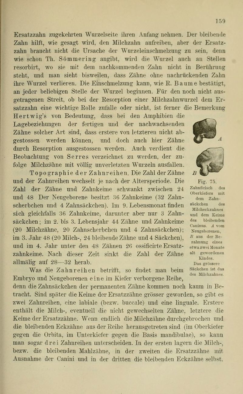 1 59 Ersatzzahn zugekehrten Wurzelseite ihren Anfang nehmen. Der bleibende Zahn hilft, wie gesagt wird, den Milchzahn aufreiben, aber der Ersatz- zahn braucht nicht die Ursache der Wurzeleinschmelzung zu sein, denn wie schon Th. Sömmering angibt, wird die Wurzel auch an Stellen resorbirt, wo sie mit dem nachkommenden Zahn nicht in Berührung steht, und man sieht bisweilen, dass Zähne ohne nachrückenden Zahn ihre Wurzel verlieren. Die Einschmelzung kann, wie R. Baume bestätigt, an jeder beliebigen Stelle der Wurzel beginnen. Für den noch nicht aus- getragenen Streit, ob bei der Resorption einer Milchzahnwurzel dem Er- satzzahn eine wichtige Rolle zufalle oder nicht, ist ferner die Bemerkung Hertwig's von Bedeutung, dass bei den Amphibien die Lagebeziehungen der fertigen und der nachwachsenden Zähne solcher Art sind, dass erstere von letzteren nicht ab- gestossen werden können, und doch auch hier Zähne durch Resorption ausgestossen werden. Auch verdient die Beobachtung von Serres verzeichnet zu werden, der zu- folge Milchzähne mit völlig unverletzten Wurzeln ausfallen. Topographie der Zahnreihen. Die Zahl der Zähne und der Zahnreihen wechselt je nach der Altersperiode. Die Zahl der Zähne und Zahnkeime schwankt zwischen 24 und 48 Der Neugeborene besitzt 36 Zahnkeime (32 Zahn- scherbchen und 4 Zahnsäckchen). Im 9. Lebensmonat finden sich gleichfalls 36 Zahnkeime, darunter aber nur 3 Zahn- säckchen ; im 2. bis 3. Lebensjahr 44 Zähne und Zahnkeinie (20 Milchzähne, 20 Zahnscherbchen und 4 Zahnsäckchen); im 3. Jahr 48 (20 Milch-, 24 bleibende Zähne und 4 Säckchen), und im 4. Jahr unter den 48 Zähnen 26 ossificirte Ersatz- zahnkeime. Nach dieser Zeit sinkt die Zahl der Zähne allmälig auf 28—32 herab. Was die Zahn reihen betrifft, so findet man beim Embryo und Neugeborenen eine im Kiefer verborgene Reihe, denn die Zahnsäckchen der permanenten Zähne kommen noch kaum in Be- tracht. Sind später die Keime der Ersatzzähne grösser geworden, so gibt es zwei Zahnreihen, eine labiale (bezw. buccale) und eine linguale. Erstere enthält die Milch-, eventuell die nicht gewechselten Zähne, letztere die Keime der Ersatzzähne. Wenn endlich die Milchzähne durchgebrochen und die bleibenden Eckzähne aus der Reihe herausgetreten sind (im Oberkiefer gegen die Orbita, im Unterkiefer gegen die Basis mandibulae), so kann man sogar drei Zahnreihen unterscheiden. In der ersten lagern die Milch-, bezw. die bleibenden Mahlzähne, in der zweiten die Ersatzzähne mit Ausnahme der Canini und in der dritten die bleibenden Eckzähne selbst. Fig. 75. Zahnfleisch des Oberkiefers mit dem Zahn- säckchen des Milcheckzahnes und dem Keime des bleibenden Caninus. A vom Neugeborenen, B aus der Be- zahlung eines etwa zwei Monate alt gewordenen Kindes. Das grössere Säckchen ist das des Milchzahnes.