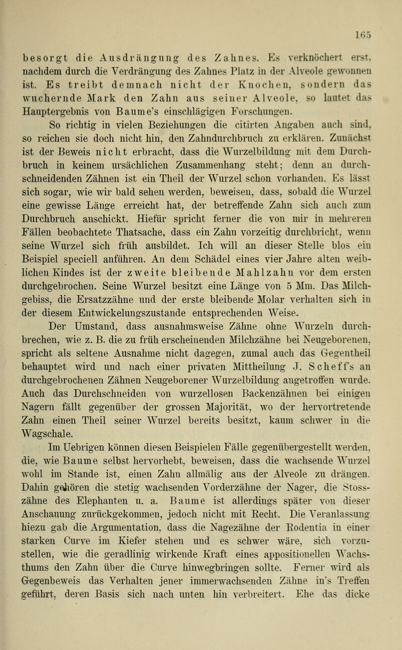 besorgt die Ausdrängung des Zahnes. Es verknöchert erst, nachdem durch die Verdrängung des Zahnes Platz in der Alveole gewonsen ist. Es treibt demnach nicht der Knochen, sondern das wuchernde Mark den Zahn aus seiner Alveole, so lautet das Hauptergebnis von Baume's einschlägigen Forschungen. So richtig in vielen Beziehungen die citirten Angaben auch sind, so reichen sie doch nicht hin, den Zahndurchbruch zu erklären. Zunächst ist der Beweis nicht erbracht, dass die Wurzelbildung mit dem Durch- bruch in keinem ursächlichen Zusammenhang steht; denn an durch- schneidenden Zähnen ist ein Theil der Wurzel schon vorhanden. Es lässt sich sogar, wie wir bald sehen werden, beweisen, dass, sobald die Wurzel eine gewisse Länge erreicht hat, der betreffende Zahn sich auch zum Durchbruch anschickt. Hiefür spricht ferner die von mir in mehreren Fällen beobachtete Thatsache, dass ein Zahn vorzeitig durchbricht, wenn seine Wurzel sich früh ausbildet. Ich will an dieser Stelle blos ein Beispiel speciell anführen. An dem Schädel eines vier Jahre alten weib- lichen Kindes ist der zweite bleibende Mahlzahn vor dem ersten durchgebrochen. Seine Wurzel besitzt eine Länge von 5 Mm. Das Milch- gebiss, die Ersatzzähne und der erste bleibende Molar verhalten sich in der diesem Entwickelungszustande entsprechenden Weise, Der Umstand, dass ausnahmsweise Zähne ohne Wurzeln durch- brechen, wie z. B. die zu früh erscheinenden Milchzähne bei Neugeborenen, spricht als seltene Ausnahme nicht dagegen, zumal auch das Gegentheil behauptet wird und nach einer privaten Mittheilung J. Scheffs an durchgebrochenen Zähnen Neugeborener Wurzelbildung angetroffen wurde. Auch das Durchschneiden von wurzellosen Backenzähnen bei einigen Nagern fällt gegenüber der grossen Majorität, wo der hervortretende Zahn einen Theil seiner Wurzel bereits besitzt, kaum schwer in die Wagschale. Im Uebrigen können diesen Beispielen Fälle gegenübergestellt werden, die, wie Baume selbst hervorhebt, beweisen, dass die wachsende Wurzel wohl im Stande ist, einen Zahn allmälig aus der Alveole zu drängen. Dahin gehören die stetig wachsenden Vorderzähne der Nager, die Stoss- zähne des Elephanten u. a. Baume ist allerdings später von dieser Anschauung zurückgekommen, jedoch nicht mit Recht. Die Veranlassung hiezu gab die xArgumentation, dass die Nagezähne der Eodentia in einer starken Curve im Kiefer stehen und es schwer wäre, sich vorzu- stellen, wie die geradlinig wirkende Kraft eines appositioneilen Wachs- thums den Zahn über die Curve hinwegbringen sollte. Ferner wird als Gegenbeweis das Verhalten jener immerwachsenden Zähne in's Treffen geführt, deren Basis sich nach unten hin verbreitert. Ehe das dicke
