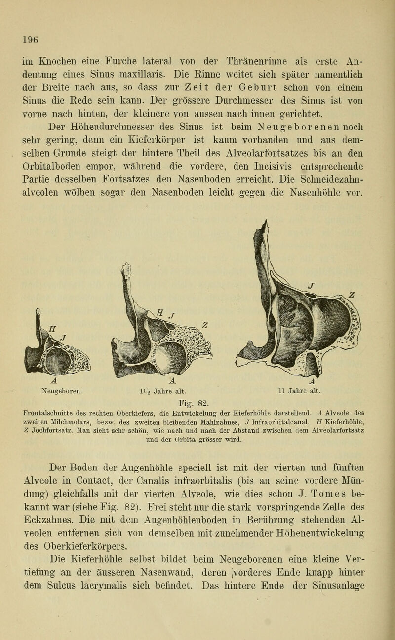 im Knochen eine Furche lateral von der Thränenrinne als erste An- deutung eines Sinus maxillaris. Die Rinne weitet sich später namentlich der Breite nach aus, so dass zur Zeit der Geburt schon von einem Sinus die Eede sein kann. Der grössere Durchmesser des Sinus ist von vorne nach hinten, der kleinere von aussen nach innen gerichtet. Der Höhendurchmesser des Sinus ist beim Neugeborenen noch sehr gering, denn ein Kieferkörper ist kaum vorhanden und aus dem- selben Grunde steigt der hintere Theil des Alveolarfortsatzes bis an den Orbitalboden empor, während die vordere, den Incisivis entsprechende Partie desselben Fortsatzes den Nasenboden erreicht. Die Schneidezahn- alveolen wölben sogar den Nasenboden leicht gegen die Nasenhöhle vor. A Neugeboren. A 11 Jahre alt. 11/2 Jahre alt. Fig. 82. Frontalschnitte des rechten Oberkiefers, die Entwickelung der Kieferhöhle darstellend. A Alveole des zweiten Milchmolars, bezw. des zweiten bleibenden Mahlzahnes, / Infraorbitalcanal, H Kieferhöhle, Z Jochfortsatz. Man sieht sehr schön, wie nach und nach der Abstand zwischen dem Alveolarfortsatz und der Orbita grösser wird. Der Boden der Augenhöhle speciell ist mit der vierten und fünften Alveole in Contact, der Canalis infraorbitalis (bis an seine vordere Mün- dung) gleichfalls mit der vierten Alveole, wie dies schon J. Tom es be- kannt war (siehe Fig. 82). Frei steht nur die stark vorspringende Zelle des Eckzahnes. Die mit dem Augenhöhlenboden in Berührung stehenden Al- veolen entfernen sich von demselben mit zunehmender Höhenentwickelung des Oberkieferkörpers. Die Kieferhöhle selbst bildet beim Neugeborenen eine kleine Ver- tiefung an der äusseren Nasenwand, deren vorderes Ende knapp hinter dem Sulcus lacrymalis sich befindet. Das hintere Ende der Sinusanlage