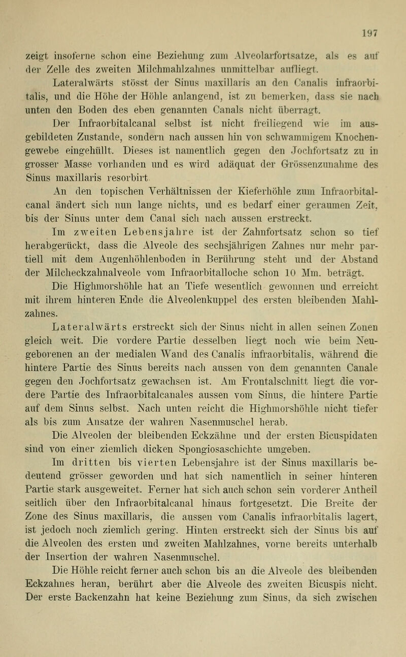 zeigt insoferne schon eine Beziehung zum Alveolarfortsatze, als es au! der Zelle des zweiten Milchmahlzahnes unmittelbar aufliegt. Lateralwärts stösst der Sinus maxillaris ;in den Canalis infraorbi- talis, und die Höhe der Höhle anlangend, ist zu bemerken, dass <\<j nach unten den Boden des eben genannten Canals nicht überragt. Der Infraorbitalcanal selbst ist nicht freiliegend wie im aus- gebildeten Zustande, sondern nach aussen hin von schwammigem Knochen- gewebe eingehüllt. Dieses ist namentlich gegen den Jochfortsatz zu in grosser Masse vorhanden und es wird adäquat der Grössenzunahme des Sinus maxillaris resorbirt An den topischen Verhältnissen der Kieferhöhle zum Infraorbital- canal ändert sich nun lange nichts, und es bedarf einer geraumen Zeit, bis der Sinus unter dem Canal sich nach aussen erstreckt. Im zweiten Lebensjahre ist der Zahnfortsatz schon so tief herabgerückt, dass die Alveole des sechsjährigen Zahnes nur mehr par- tiell mit dem Augenhöhlenboden in Berührung steht und der Abstand der Milcheckzahnalveole vom Infraorbitalloche schon 10 Mm. beträgt. Die Higlimorshöhle hat an Tiefe wesentlich gewonnen und erreicht mit ihrem hinteren Ende die Alveolenkuppel des ersten bleibenden Mahl- zahnes. Lateralwärts erstreckt sich der Sinus nicht in allen seinen Zonen gleich weit. Die vordere Partie desselben liegt noch wie beim Neu- geborenen an der medialen Wand des Canalis infraorbitalis, während die hintere Partie des Sinus bereits nach aussen von dem genannten Canale gegen den Jochfortsatz gewachsen ist. Am Frontalschnitt liegt die vor- dere Partie des Infraorbitalcanales aussen vom Sinus, die hintere Partie auf dem Sinus selbst. Nach unten reicht die Higlimorshöhle nicht tiefer als bis zum Ansätze der wahren Nasenmuschel herab. Die Alveolen der bleibenden Eckzähne und der ersten Bicuspidaten sind von einer ziemlich dicken Spongiosaschichte umgeben. Im dritten bis vierten Lebensjahre ist der Sinus maxillaris be- deutend grösser geworden und hat sich namentlich in seiner hinteren Partie stark ausgeweitet. Ferner hat sich auch schon sein vorderer Antheil seitlich über den Infraorbitalcanal hinaus fortgesetzt. Die Breite der Zone des Sinus maxillaris, die aussen vom Canalis infraorbitalis lagert, ist jedoch noch ziemlich gering. Hinten erstreckt sich der Sinus bis auf die Alveolen des ersten und zweiten Mahlzahnes, vorne bereits unterhalb der Insertion der wahren Nasenmuschel. Die Höhle reicht ferner auch schon bis an die Alveole des bleibenden Eckzahnes heran, berührt aber die Alveole des zweiten Bicuspis nicht. Der erste Backenzahn hat keine Beziehung zum Sinus, da sich zwischen