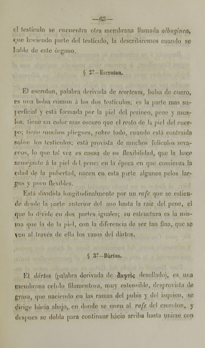 —G.3— (1 testículo so encuenJra otra membrana llamada albugínea-, (.iic haciendo parle del testículo, la describiremos cuando se liable de este órgano, § 2?—íiuvoloiu El escrolon, palabra derivada de senrteum, bolsa do cuero., es una Luisa cómun a los dos testículos; es la parte mas su- perficial y está formada por la piel del perineo, pone y mus- los, llene mi color mas oscuro que el resto de la piel del cuer- po; lime órnenos pliegues, sobre lodo, cuando eslá contraída sobre los leslíeulos; está provista de iiiuebos folículos seva- ecos, lo que La! vez es causa de su flexibilidad, que la hace semejante á la piel del pene: en la época en que comienza la edad de la pubertad, nacen cu esta p¡r!e algunos pelos lar- dos V pOCO flexibles. Eslá dividida longitudinalmente por un rafe que se eslien- de desde la ;>arle anlerior del ano hasta la raiz del pene, el que lo divide en dos parles iguaJes; su esluiclura es la mis- ma que la de la piel, con la diferencia do ser lan fina, que se yon al Iravés de ella los vasos de¡ dáitos. § S?-Dirtos. El darlos (palabra derivada de ^tó? desollado), es una membrana célelo filamentosa, muy eslensible, desprovista de grasa, que naciendo en las ramas del pubis y de! isquion, so tjirige báeia abajo, en dundo se unen al rafe del escrolon, y después so dobla para continuar bácia arriba basta unirse con