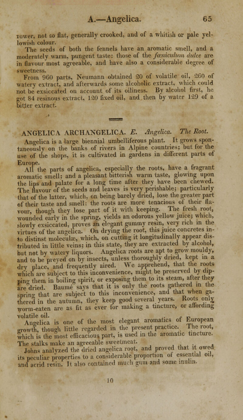lo rower, not so flat, generally crooked, and of a whitish or pale yel- lowish colour. The seeds of both the fennels have an aromatic smell, and a moderately warm, pungent taste: those of the famiculum duke are in flavour most agreeable, and have also a considerable degree of sweetness. From 960 parts, Neumann obtained 20 of volatile oil, 260 of watery extract, and afterwards some alcoholic extract, which could not be exsiccated on account of its oiliness. By alcohol first, he got 84 resinous extract, 120 fixed oil, and then by water 129 of a bitter extract. ANGELICA ARCHANGELICA. E. Angelica. The Root Angelica is a large biennial umbelliferous plant. It grows spon- taneously on the banks of rivers in Alpine countries; but for the use of the shops, it is cultivated in gardens in different parts of Europe. All the parts of angelica, especially the roots, have a tragrant aromatic smell; and a pleasant bitterish warm taste, glowing upon the lips and palate for a long time after they have been chewed. The flavour of the seeds and leaves is very perishable; particularly that of the latter, which, on being barely dried, lose the greater part of their taste and smell: the roots are more tenacious ot their fla- vour, though they lose part of it with keeping. The fresh root, wounded early in the spring, yields an odorous yellow juice; which, slowly exsiccated, proves an elegant gummy resin, very rich in the virtues of the angelica. On drying the root, this juice concretes in- to distinst moleculae, which, on cutting it longitudinally appear dis- tributed in little veins; in this state, they are extracted by alcohol, but not by watery liquors. Angelica roots are apt to grow mouldy, and to be preyed on by insects, unless thoroughly dried, kept in a dry place, and frequently aired. We apprehend, that the roots which are subject to this inconvenience, might be preserved by dip- pin- them in boiling spirit, or exposing them to its steam, after they are'dried. Baume says that it is only the roots gathered in the sprin that are subject to this inconvenience, and that when ga- thered in the autumn, they keep good several years. Roots only, worm-eaten are as fit as ever for making a tincture, or affording volatile oil. ,. ~ „ Angelica is one of the most elegant aromatics of European orowth, though little regarded in the present practice. The root, which is the most efficacious part, is used in the aromatic tincture. The stalks make an agreeable sweetmeat. .».,.* a Johns analyzed the dried angelica root, and proved that it owed, its peculiar properties to a considerable proportion of essential oil, and acrid resin. It also contained audi gum and some inulni. 10