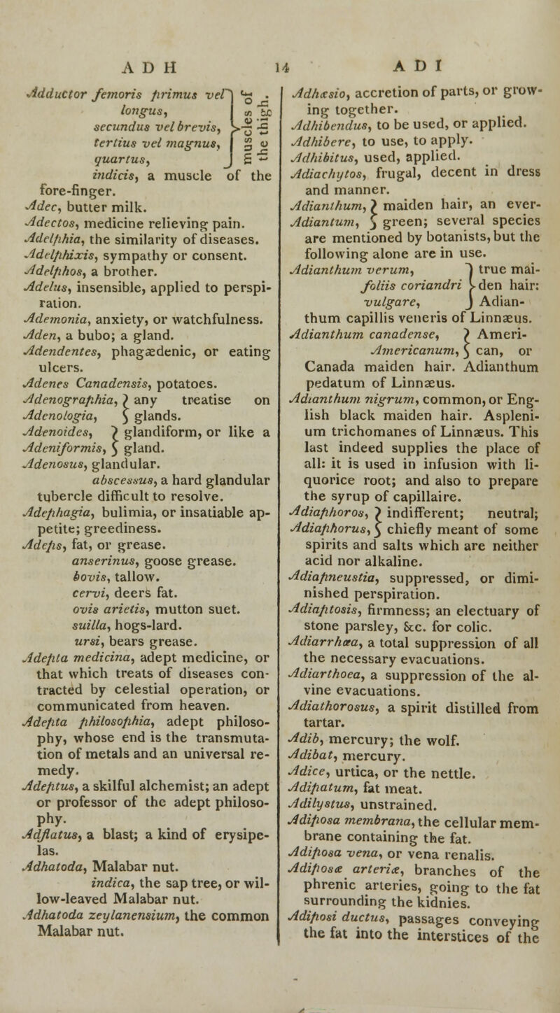 Adductor femoris firimus vel longus, secundus velbrevis, tertius vel ?nagnus, quartus, j £ ** indicts, a muscle of the fore-finger. Adec, butter milk. Adectos, medicine relieving pain. Adelfihia, the similarity of diseases. Adelfihixis, sympathy or consent. Adelfihos, a brother. Adelus, insensible, applied to perspi- ration. Ademonia, anxiety, or watchfulness. Aden, a bubo; a gland. Adendentes, phagedenic, or eating ulcers. Adenes Canadensis, potatoes. Adenografihia, } any treatise on Adcnologia, £ glands. Adenoides, ~) glandiform, or like a Adeniformis, ) gland. Adenosus, glandular. abscessv.8, a hard glandular tubercle difficult to resolve. Adefihagia, bulimia, or insatiable ap- petite; greediness. Adefis, fat, or grease. anserinus, goose grease. bovis, tallow. cervi, deers fat. ovis arietis, mutton suet. suilla, hogs-lard. ursi, bears grease. Adefita medicina, adept medicine, or that which treats of diseases con- tracted by celestial operation, or communicated from heaven. Adefita fihilosofihia, adept philoso- phy, whose end is the transmuta- tion of metals and an universal re- medy. Adefitus, a skilful alchemist; an adept or professor of the adept philoso- phy. Adjlatw, a blast; a kind of erysipe- las. Adhatoda, Malabar nut. indica, the sap tree, or wil- low-leaved Malabar nut. Adhatoda zeylanensium, the common Malabar nut. J Adhxsio, accretion of parts, or grow- ing together. Adhibendus, to be used, or applied. Adhibere, to use, to apply. Adhibitus, used, applied. Adiac/iytos, frugal, decent in dress and manner. Adianthum,} maiden hair, an ever- Adiantum, £ green; several species are mentioned by botanists, but the following alone are in use. Adianthum verum, ~| true mai- foliis coriandri Iden hair: vulgare, J Adian- thum capillis veneris of Linnaeus. Adianthum canadense, } Ameri- Americanum, ^ can, or Canada maiden hair. Adianthum pedatum of Linnaeus. Adianthum nigrum, common, or Eng- lish black maiden hair. Aspleni- um trichomanes of Linnaeus. This last indeed supplies the place of all: it is used in infusion with li- quorice root; and also to prepare the syrup of capillaire. Adiafihoros, > indifferent; neutral; Adia/ihorus, $ chiefly meant of some spirits and salts which are neither acid nor alkaline. Adiafineustia, suppressed, or dimi- nished perspiration. Adiafitosis, firmness; an electuary of stone parsley, &c. for colic. Adiarrhcea, a total suppression of all the necessary evacuations. Adiarthoea, a suppression of the al- vine evacuations. Adiathorosus, a spirit distilled from tartar. Adib, mercury; the wolf. Adibat, mercury. Adice, urtica, or the nettle. Adifiatum, fat meat. Adilystus, unstrained. Adifiosa membrana, the cellular mem- brane containing the fat. Adifiosa -vena, or vena renalis. Adifiosa: arteries, branches of the phrenic arteries, going to the fat surrounding the kidnies. Adifiosi ductus, passages conveying the fat into the interstices of the