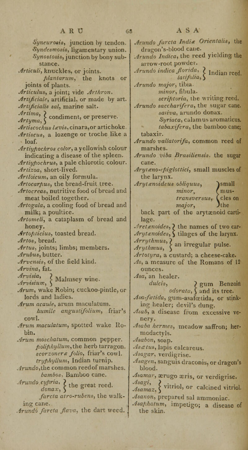 Syneurosis, junction by tendon. Syndesmosis, ligamentury union. Synostosis, junction by bony sub- stance. jfrticuli, knuckles, or joints. plantarum, the knots or joints of plants. Articulus, a joint; vide Arthron. Artificiale, artificial, or made by art. Artificialis sal, marine salt. Artima. > ,. . ' > condiment, or preserve. Artiscochus Uvis, cinara,or artichoke. Artiscus, a lozenge or troche like a loaf. Artiyfiochros color, a yellowish colour indicating a disease of the spleen. Artiypochrus, a pale chlorotic colour. Artizoa, short-lived. Artloicum, an oily formula. Artocarpus, the bread-fruit tree. Artocreas, nutritive food of bread and meat boiled together. Artogala, a cooling food of bread and milk; a poultice. Artomeli, a cataplasm of bread and honey. Artofuicius, toasted bread. Artos, bread. Artus, joints; limbs; members. Ambus, butter. Arvensis, of the field kind. Arvina, fat. Arvisia, } ,, , „ ■ ■ > Malmsey wine. jlrvisium, ) * Arum, wake Robin; cuckoo-pintle, or lords and ladies. Arum acaule, arum maculatum. humile angustifolium, friar's cowl. Arum maculatum, spotted wake Ro- bin. Arum moschatum, common pepper. poiip/iyllum,the herb tarragon. scorzonera folio, friar's cowl. tryphyllum, Indian turnip. Arundo,the common reedof marshes. bambos. Bamboo cane. lrund0 cfria< I the great reed. donax, ) ° farcta atro-rubtns, the walk- ing cane. . irundo farcta flava, the dart weed. Arundo farcta Indite Orientalis, the dragon's-blood cane. Arundo Indica, the reed yielding the arrow-root powder. Arundo indica forida, ? lndian rced tar folia,) Arundo major, tibia minor, fibula. scriptoria, the writing reed. Arundo saccharifcra, the sugar cane. sanva, arundo donax. Syriaca, calamub aromaticus. tabaxifera, the bamboo cane; tabaxir. Arundo vallatorifa, common reed of marshes. Arundo viba Brasiliensis. the sugar cane. Arytteno-ipiglottici, small muscles of the larynx. Aryttenoidcus obliquus, }small minor, fmus- transversus, C cles on major, 'the back part of the arytenoid carti- lage. [ the names of two car- i tilages of the larynx. an irregular pulse. Artotyra, a custard; a cheese-cake. As, a measure of the Romans of 12 ounces. Asa, an healer. dulcis, ) gum Benzoin odorata, £ and its tree. Asa-faHida, gum-asafcetida, or stink- ing healer; devil's dung. Asab, a disease from excessive ve- nery. Asaba hermes, meadow saffron; her- modactyls. Asabon, soap. Ascstus, lapis calcareus. Asagar, verdigrise. Asagen, sanguis draconis, or dragon's blood. Asamar, aerugo aeris, or verdigrise. Asagi, ) . . Ammaz, \ vltno1' or calcined vitriol. Asanon, prepared sal ammoniac. Asafihatum, impetigo; a disease of the skin. Jret&noides, Aryt&noides, Arrythmus, 7 Aryt/imus, \