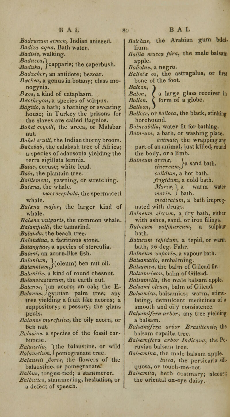 Badranum semen, Indian aniseed. Badiza aqua, Bath water. Badisis, walking. Baducca,\ . . , . Baduka, }caPParis; the caperbush. Badzcher, an antidote; bezoar. Backea, a genus in botany; class mo- nogynia. Bteos, a kind of cataplasm. Bxothryon, a species of scirpus. Bagnio, a bath; a bathing or sweating house; in Turkey the prisons for the slaves are called Bagnios. Bahei coyolli, the areca, or Malabar nut. Bahel sculli, the Indian thorny broom. Bahobab, the calabash tree of Africa; a species of adansonia yielding the terra sigillata lemnia. Baiac, ceruse; white lead. Bala, the plantain tree. Baillement, yawning, or stretching. Balxna, the whale. macrocefihala, the spermaceti whale. Balttna major, the larger kind of whale. Baltena vulgaris, the common whale. Balamfiulli, the tamarind. Balanda, the beach tree. Balandina, a factitious stone. Balanghas, a species of sterculia. Batani, an acorn-like fish. Balanium, \(oleum) ben nut ^ Balannium,jv ' Balanitis, a kind of round chesnut. Balanocastanum, the earth nut. Balanos, 1 an acorn; an oak; the E- Balanus, J gyptian palm tree; any tree yielding a fruit like acorns; a suppository; a pessary; the glans penis. Balanos myrc/isica, the oily acorn, or ben nut. Balasius, a species of the fossil car- buncle. Balaustia, Uhe balaustine, or wild Balaustium,j pomegranate tree. Balaustii Jlores, the flowers of the balaustine, or pomegranate.' Batbu8, tongue-tied; a stammerer. Balbuties, stammering, hesitation, or a defect of speech. Balchus, the Arabian gum bdcl- lium. Ballia mucca /lira, the male balsam apple. Baliolus, a negro. Balisix os, the astragalus, or first bone of the foot. Baloon, ~\ Balon, f a large glass receiver in Ballon, I form of a globe. Balloon, J Ballote, or ballota, the black, stinking hore hound. Balneabilis, water fit for bathing. Balneum, a bath, or washing place. animale, the wrapping any part of an animal, just killed, round the body, or a limb. Balneum arena, \ , , . >a sand bath. cinereum,} calidum, a hot bath. frigidum, a cold bath. Maria, \ a warm water maris, S bath. medicatum, a bath impreg- nated with drugs. Balneum siccum, a dry bath, either with ashes, sand, or iron filings. Balneum sulfihureum, a sulphur bath. Balneum te/iidum, a tepid, or warm bath, 96 deg. Fahr. Balneum va/ioris, a vapour bath. Balsamatio, embalming. Balsamea, the balm of Gilead fir. Balsamelaon, balm of Gilead. Balsamella, the male balsam apple. Balsami oleum, balm of Gilead. Balsamica, baisamics; warm, stimu- lating, demulcent medicines of a smooth and oily consistence. Balsamifcra arbor, any tree yielding a balsam. Bahamifera arbor Brasiliensis, the balsam capaiha tree. Balsamifera arbor Indicana, the Pe- ruvian balsam tree. Ba/samina, the male balsam apple. lutea, the persicaria sili- quosa, or touch-me-not. Balsamita, herb costmary; alecost; the oriental ox-eye daisy.